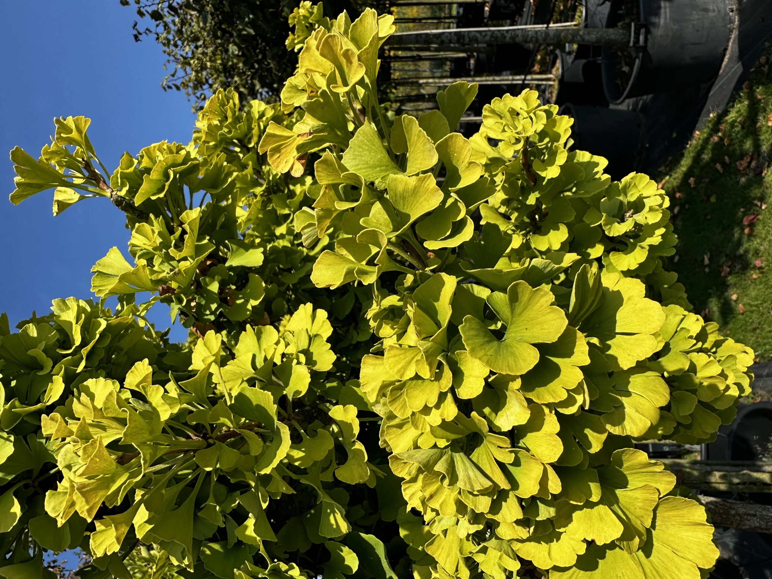 Ginkgo biloba (Miłorząb dwuklapowy) (Miłorząb chiński)