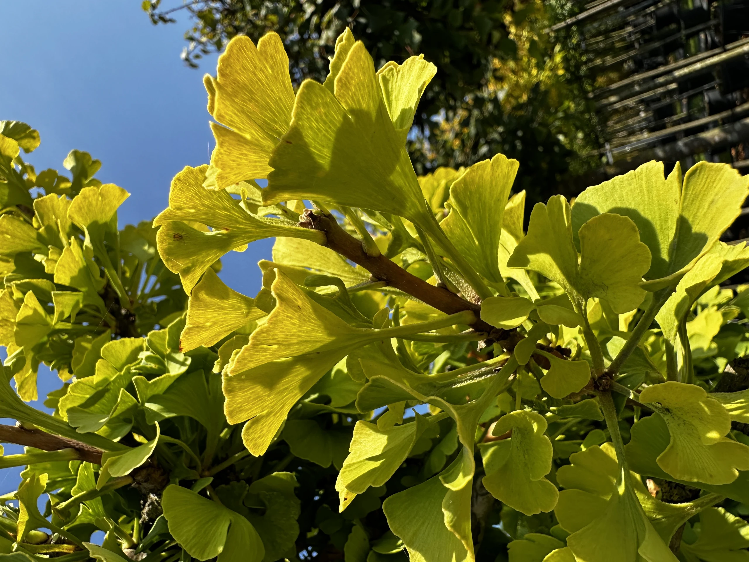 Ginkgo biloba (Miłorząb dwuklapowy) (Miłorząb chiński)