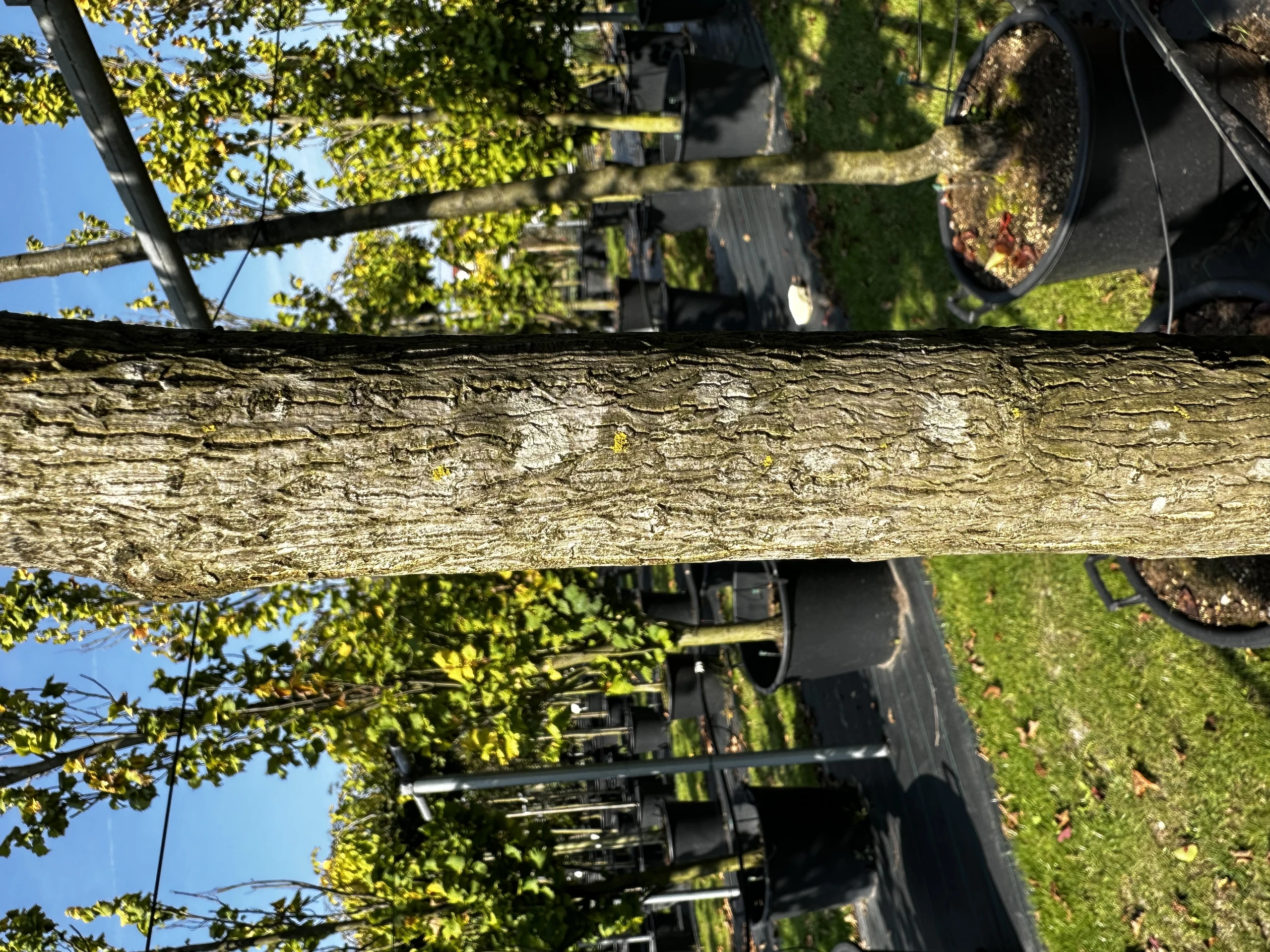 Ginkgo biloba (Miłorząb dwuklapowy) (Miłorząb chiński)