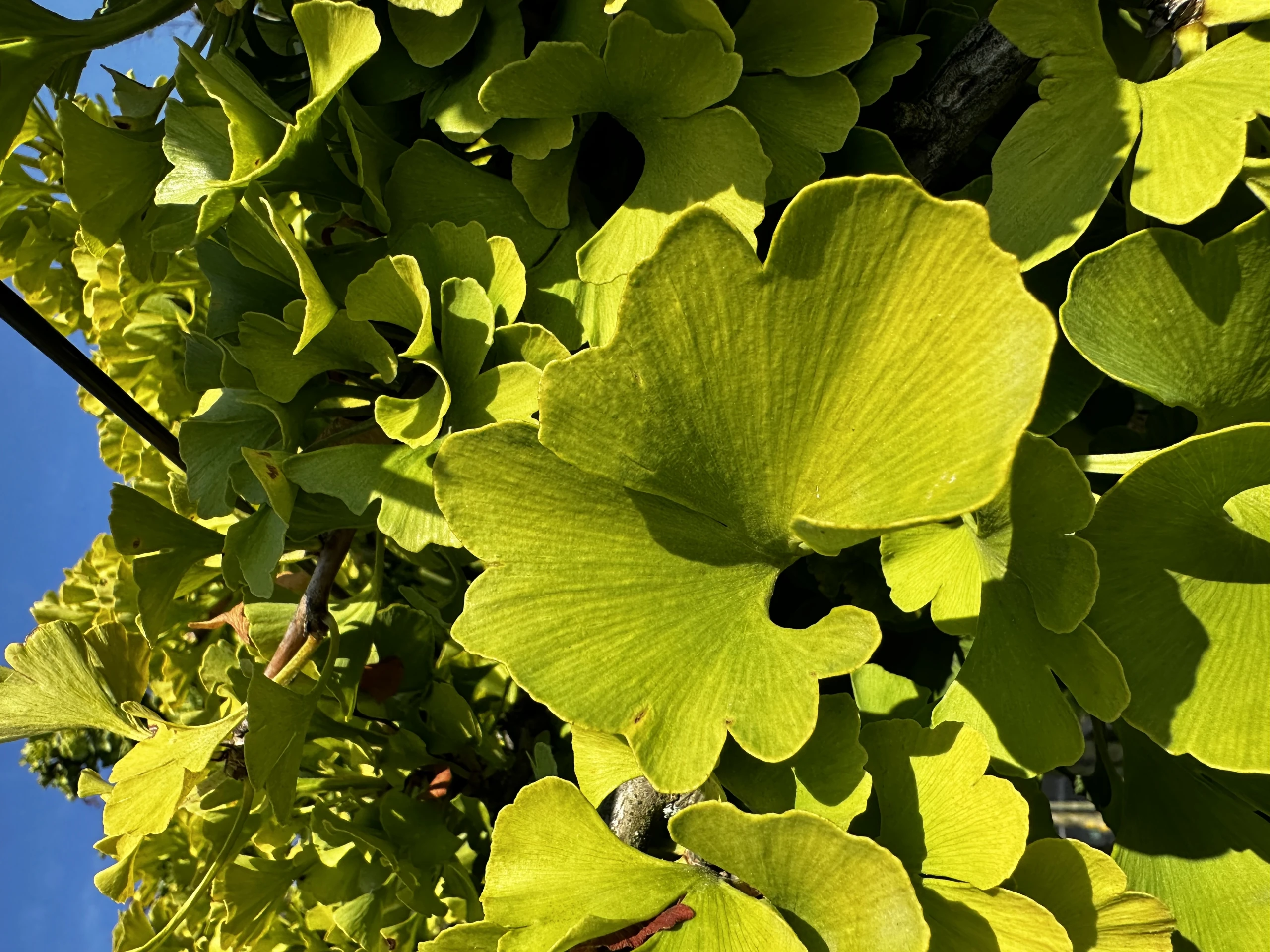 Ginkgo biloba (Miłorząb dwuklapowy) (Miłorząb chiński)