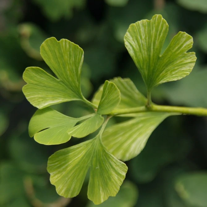 Ginkgo biloba (Miłorząb dwuklapowy) (Miłorząb chiński)