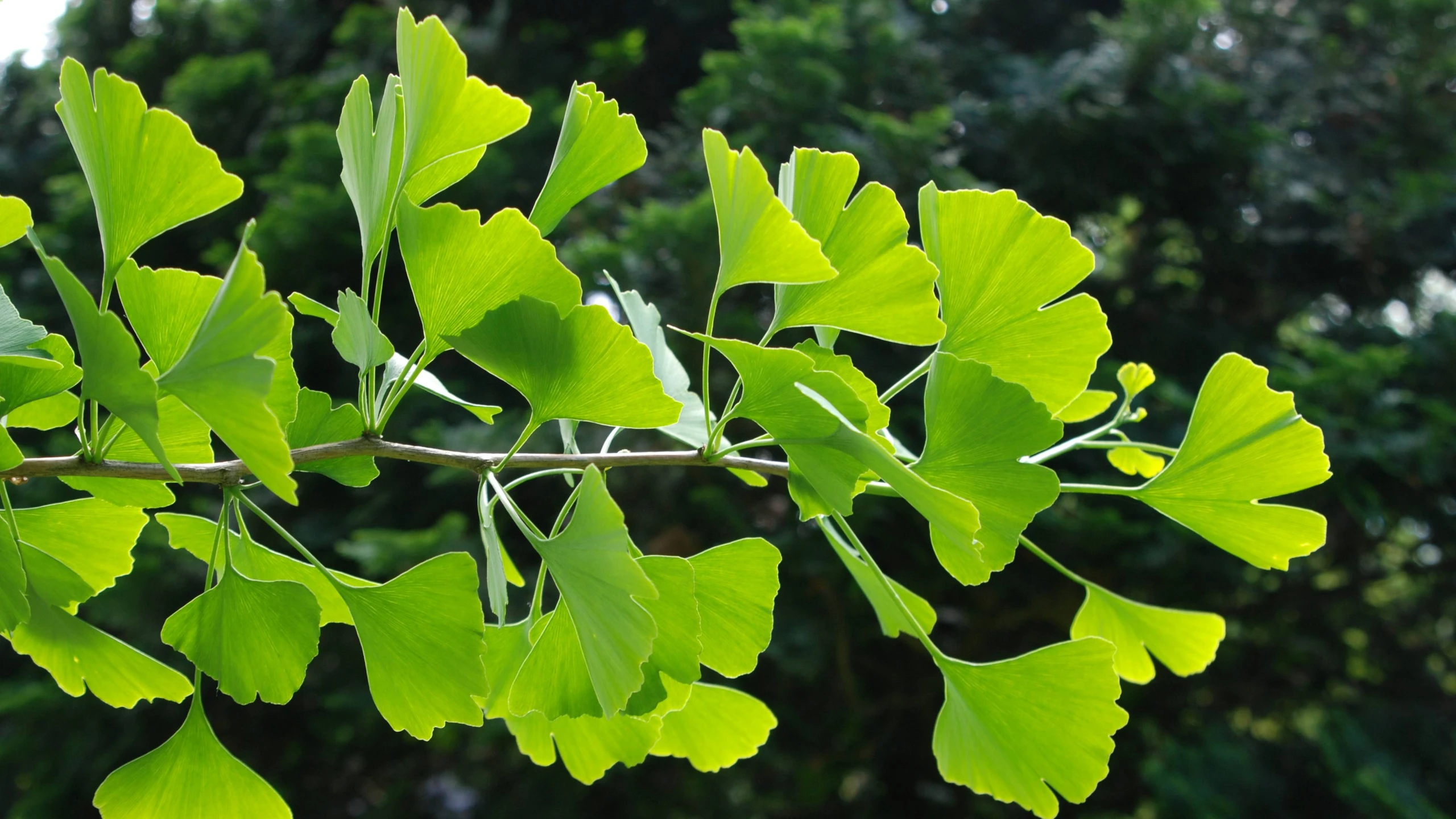 Ginkgo biloba (Miłorząb dwuklapowy) (Miłorząb chiński)