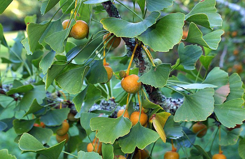 Ginkgo biloba (Miłorząb dwuklapowy) (Miłorząb chiński)
