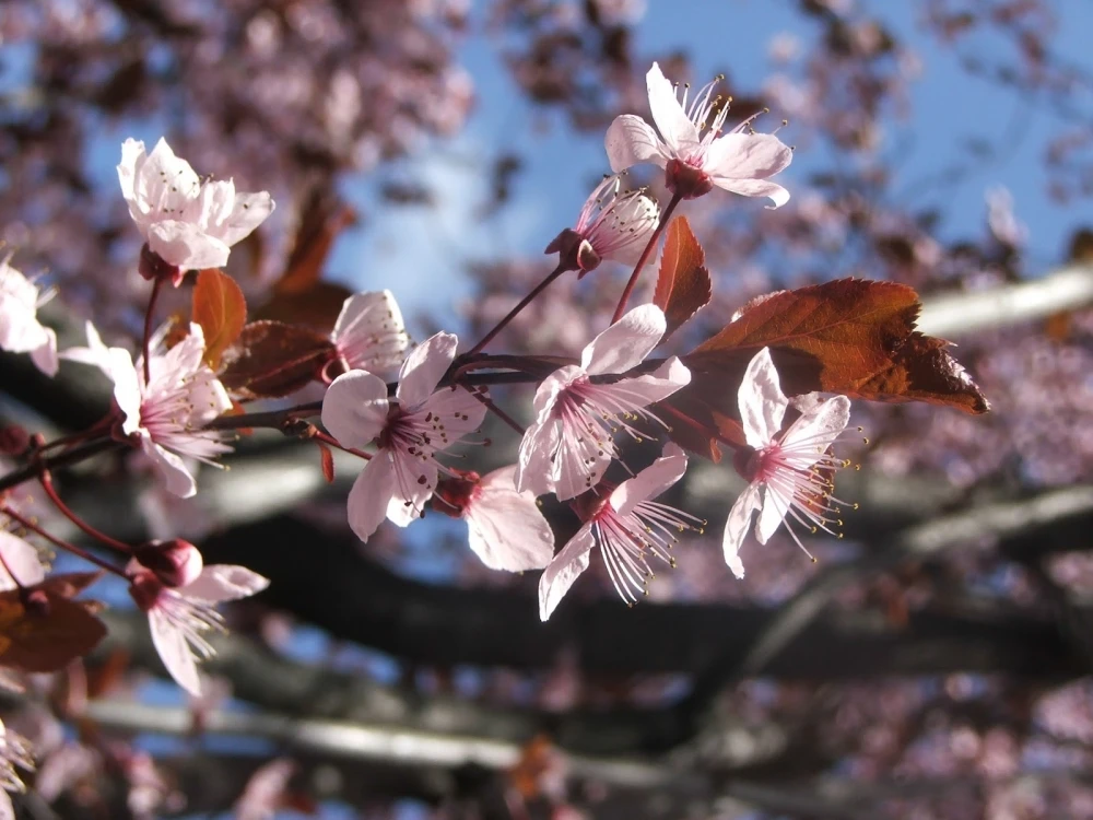 Prunus cerasifera 'Pissardii' (Śliwa wiśniowa 'Pissardii')
