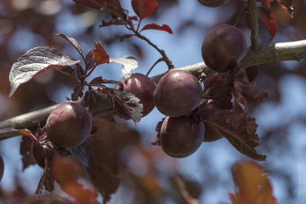 Prunus cerasifera 'Pissardii' (Śliwa wiśniowa 'Pissardii')