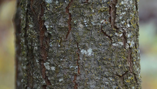 Prunus cerasifera 'Pissardii' (Śliwa wiśniowa 'Pissardii')