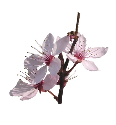 Prunus cerasifera 'Pissardii' (Śliwa wiśniowa 'Pissardii')