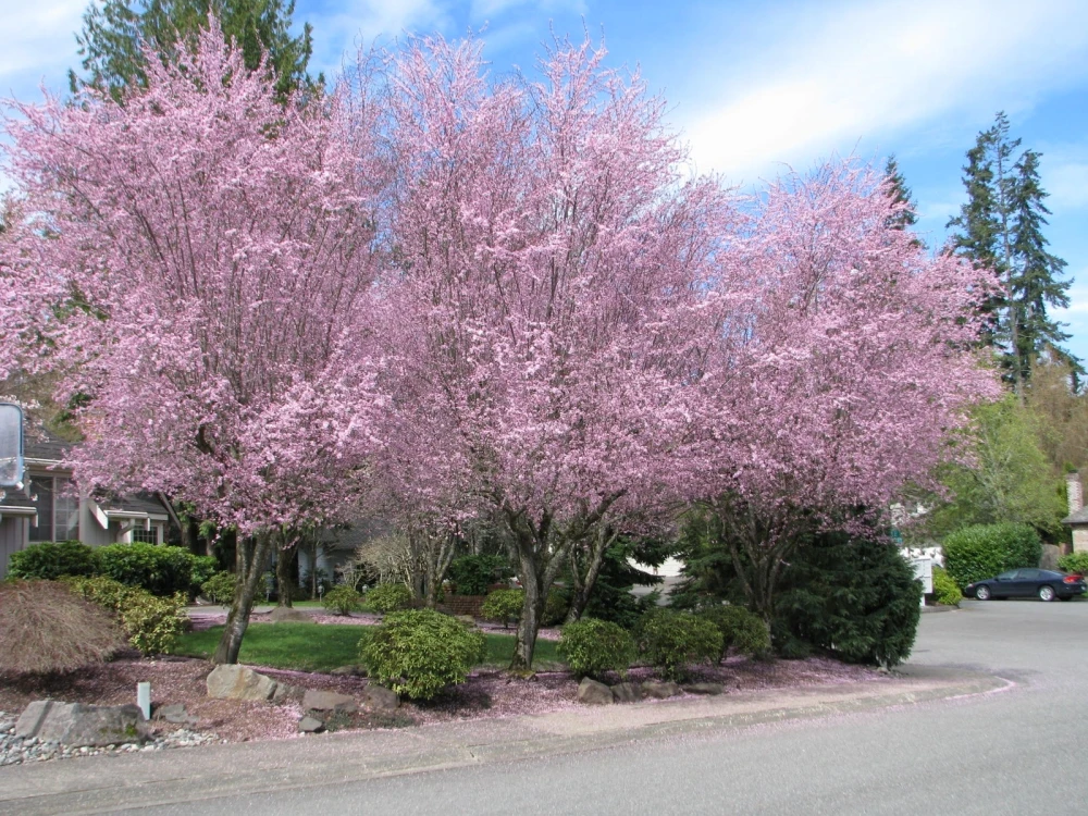 Prunus cerasifera 'Pissardii' (Śliwa wiśniowa 'Pissardii')