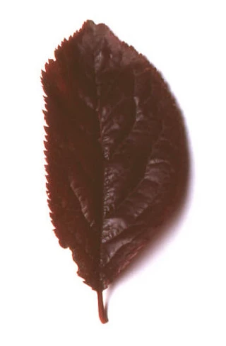 Prunus cerasifera 'Pissardii' (Śliwa wiśniowa 'Pissardii')