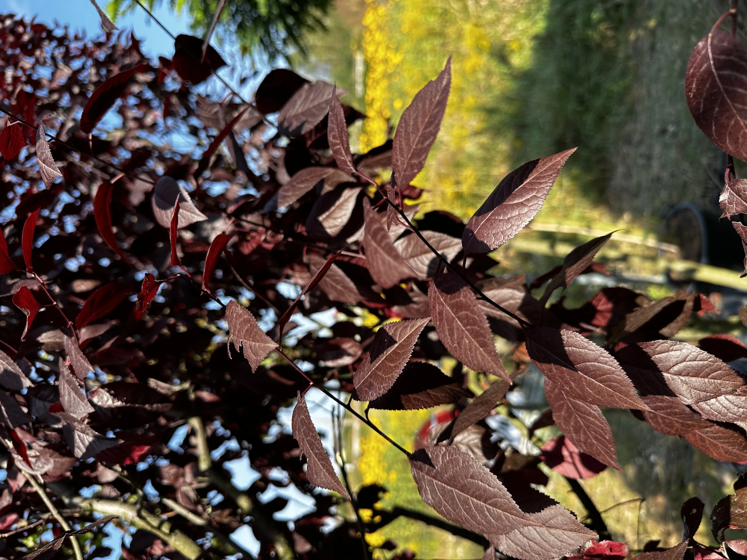 Prunus cerasifera 'Pissardii' (Śliwa wiśniowa 'Pissardii')