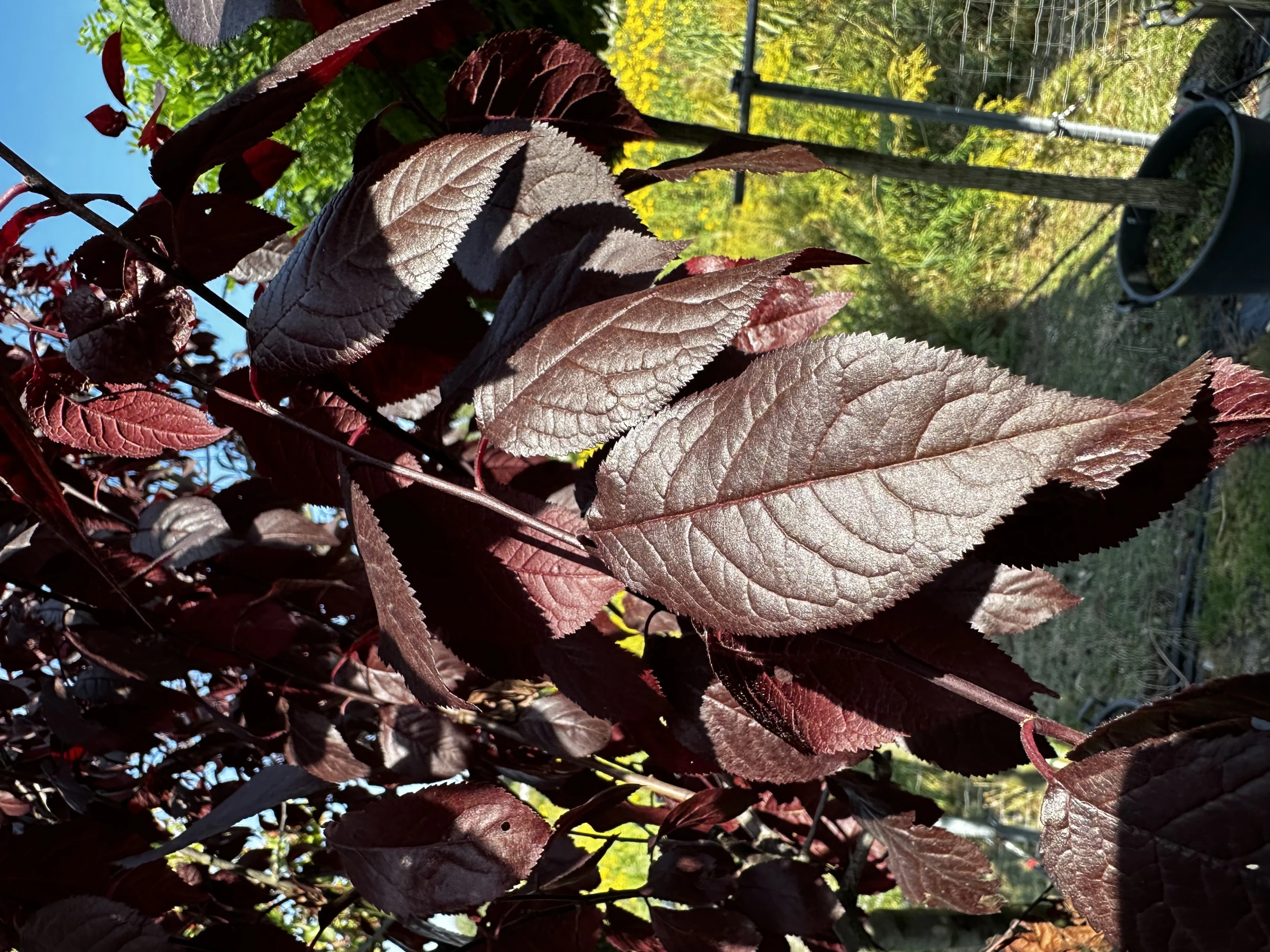 Prunus cerasifera 'Pissardii' (Śliwa wiśniowa 'Pissardii')
