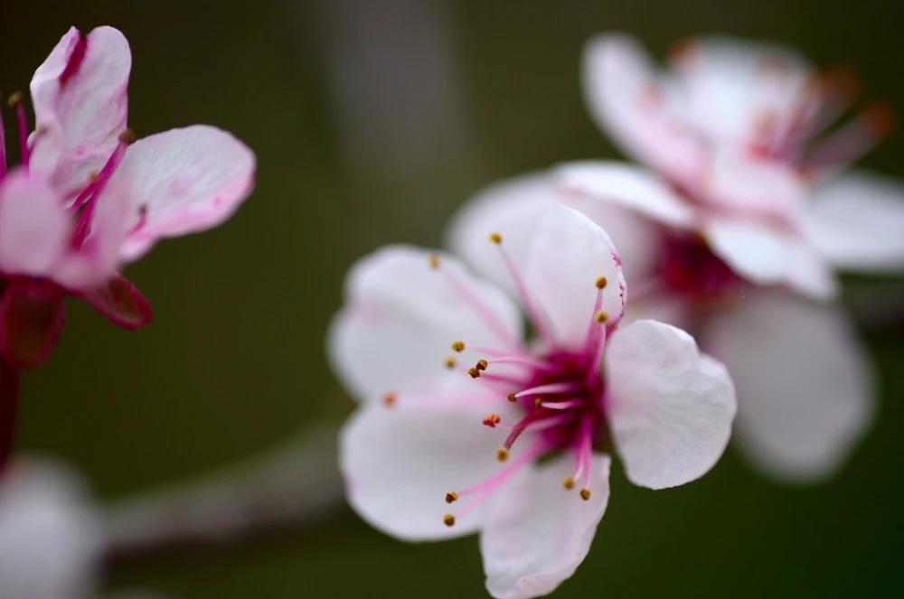 Prunus cerasifera 'Pissardii' (Śliwa wiśniowa 'Pissardii')