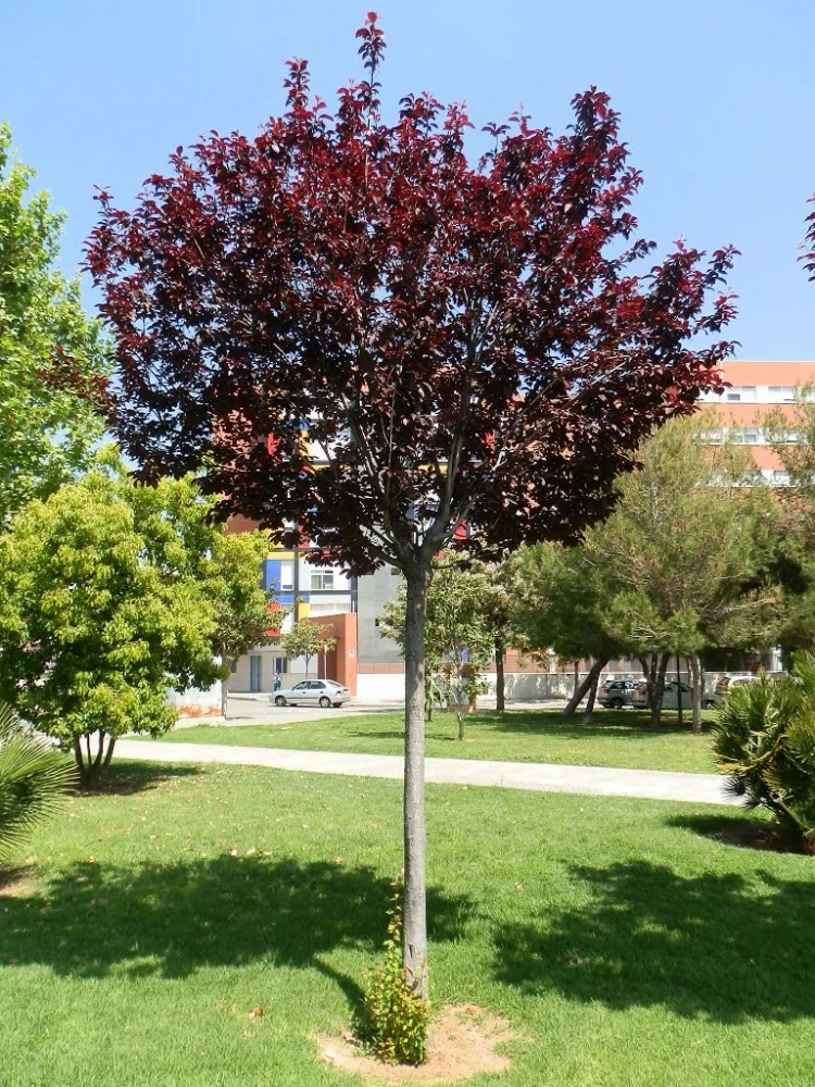 Prunus cerasifera 'Pissardii' (Śliwa wiśniowa 'Pissardii')