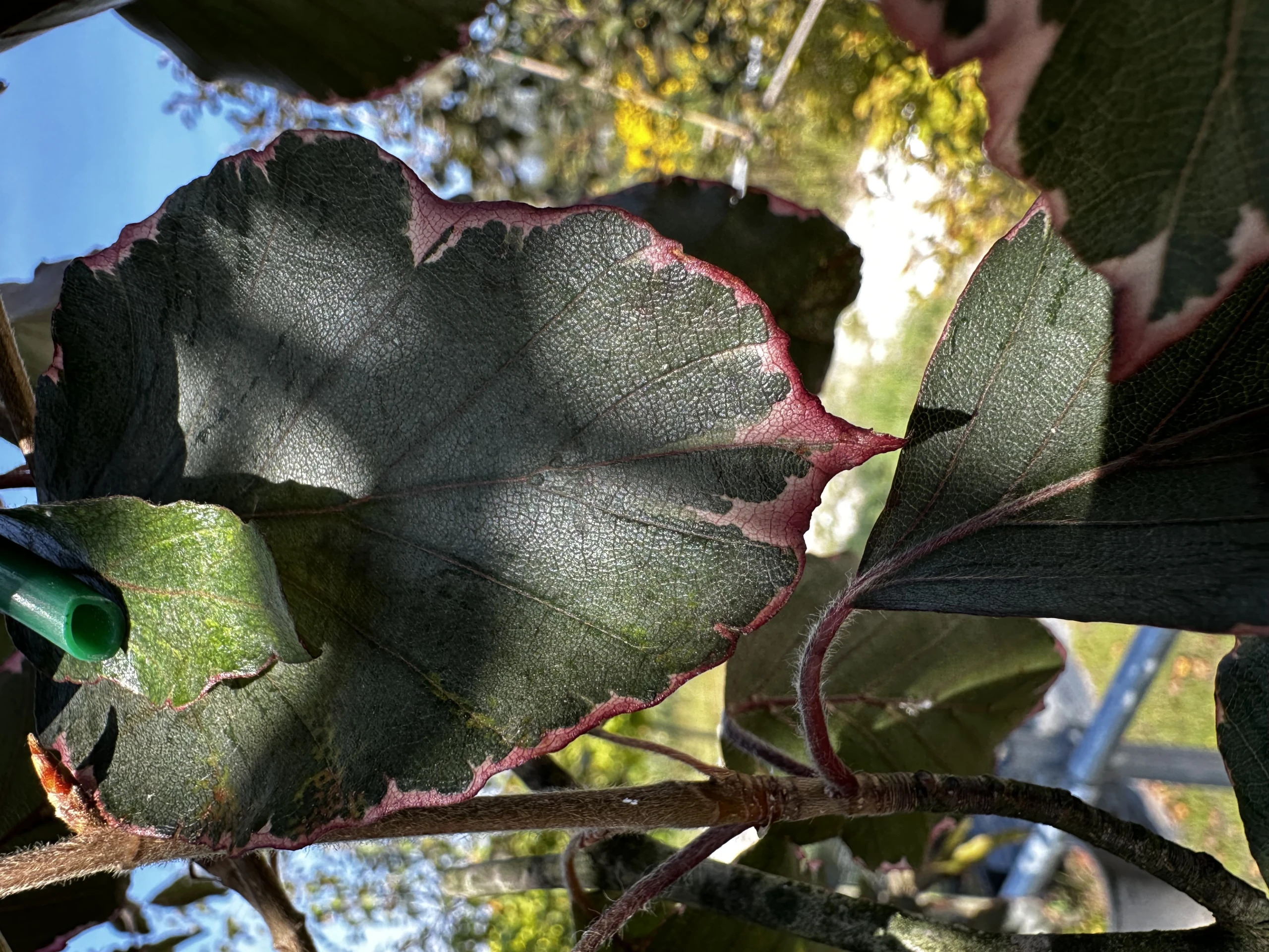 Fagus sylvatica 'Purpurea Tricolor' (Buk pospolity 'Purpurea Tricolor')