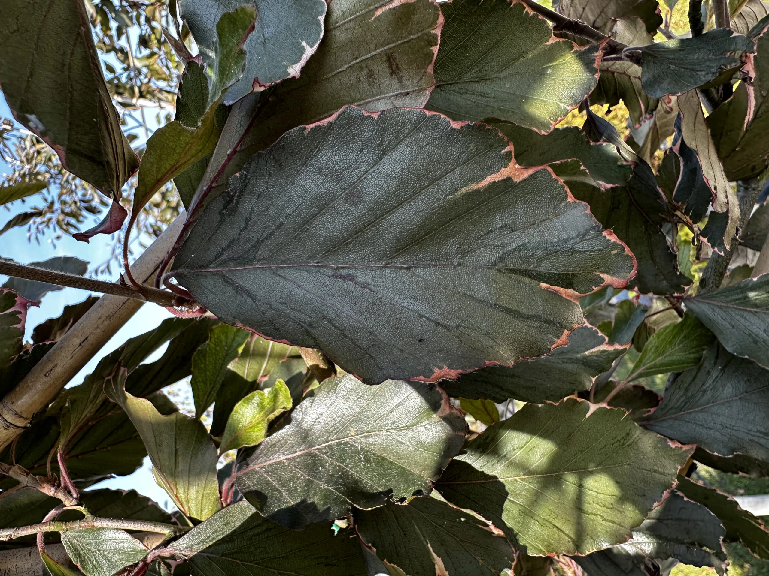 Fagus sylvatica 'Purpurea Tricolor' (Buk pospolity 'Purpurea Tricolor')