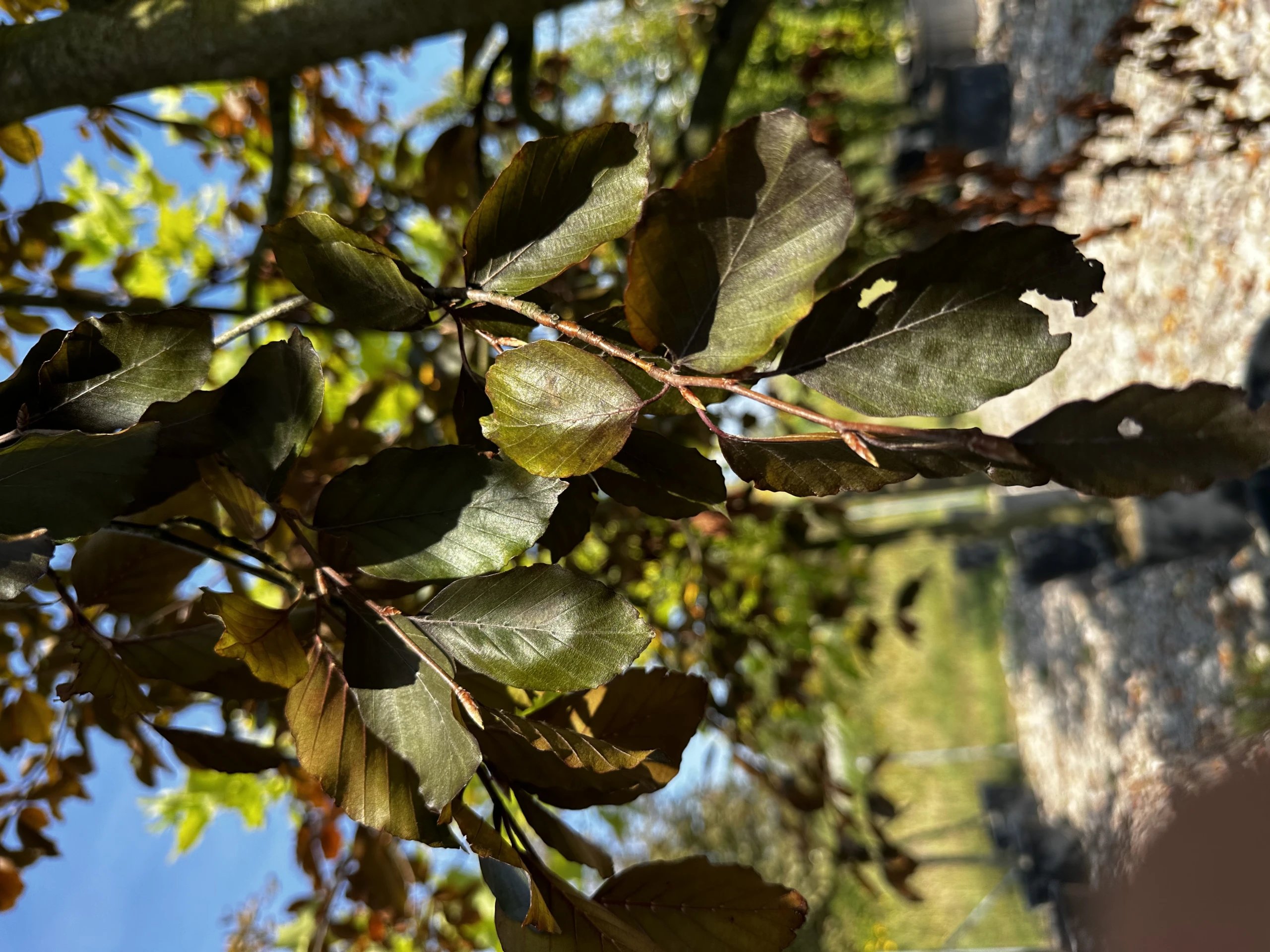 Fagus sylvatica 'Atropunicea' (Buk pospolity 'Atropunicea')
