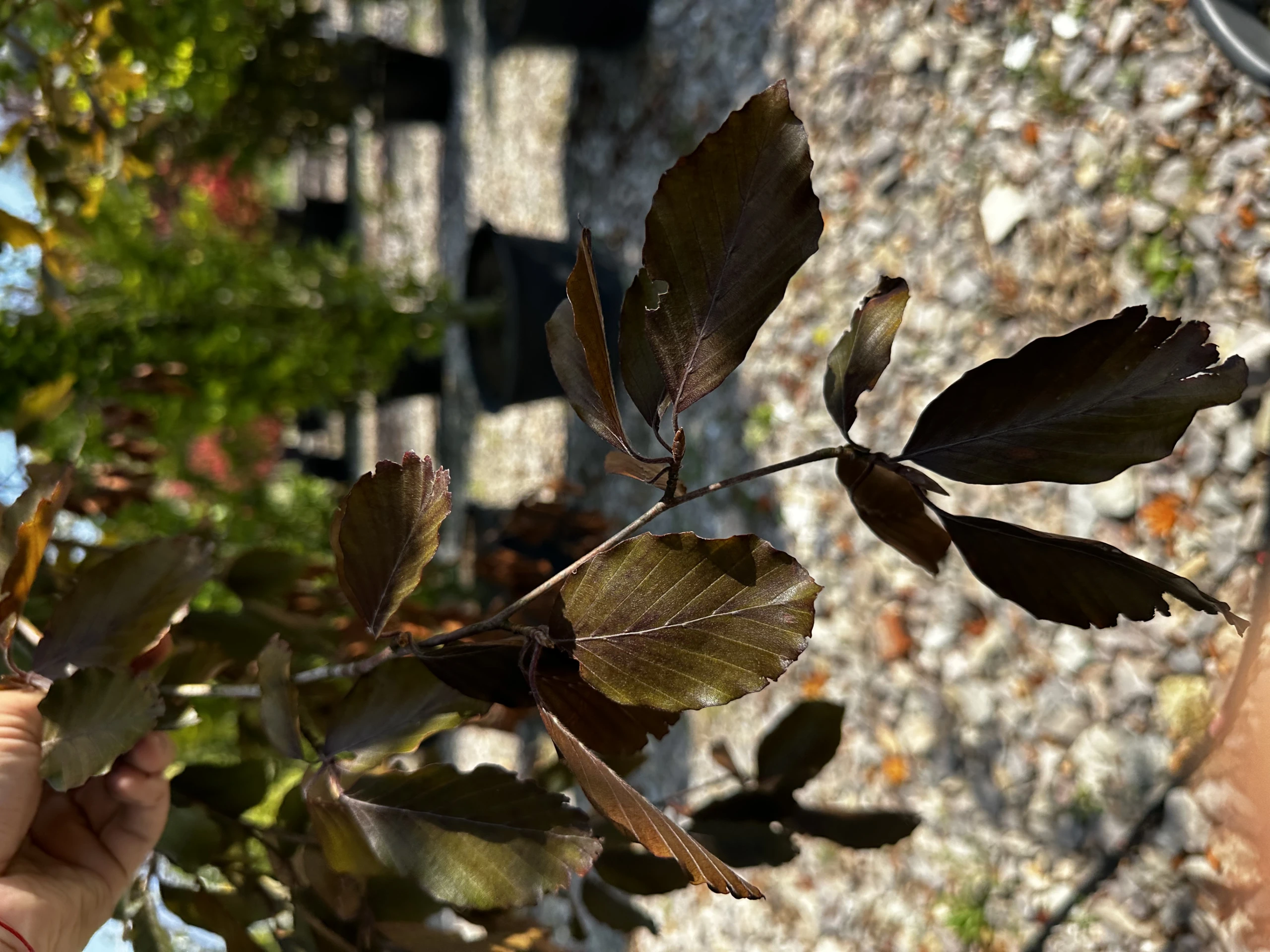 Fagus sylvatica 'Atropunicea' (Buk pospolity 'Atropunicea')