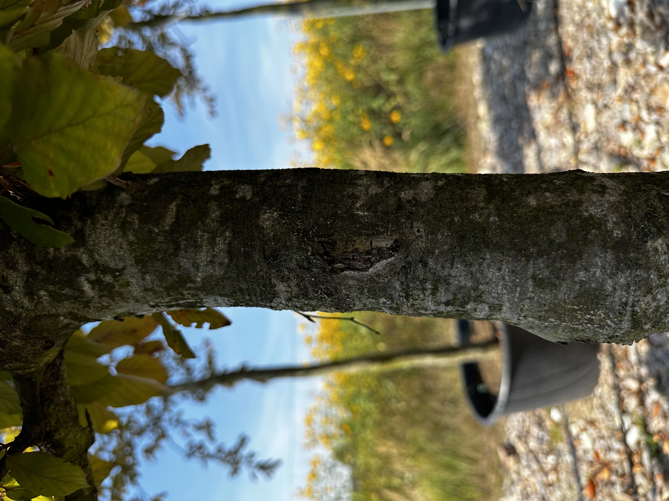 Fagus sylvatica 'Atropunicea' (Buk pospolity 'Atropunicea')