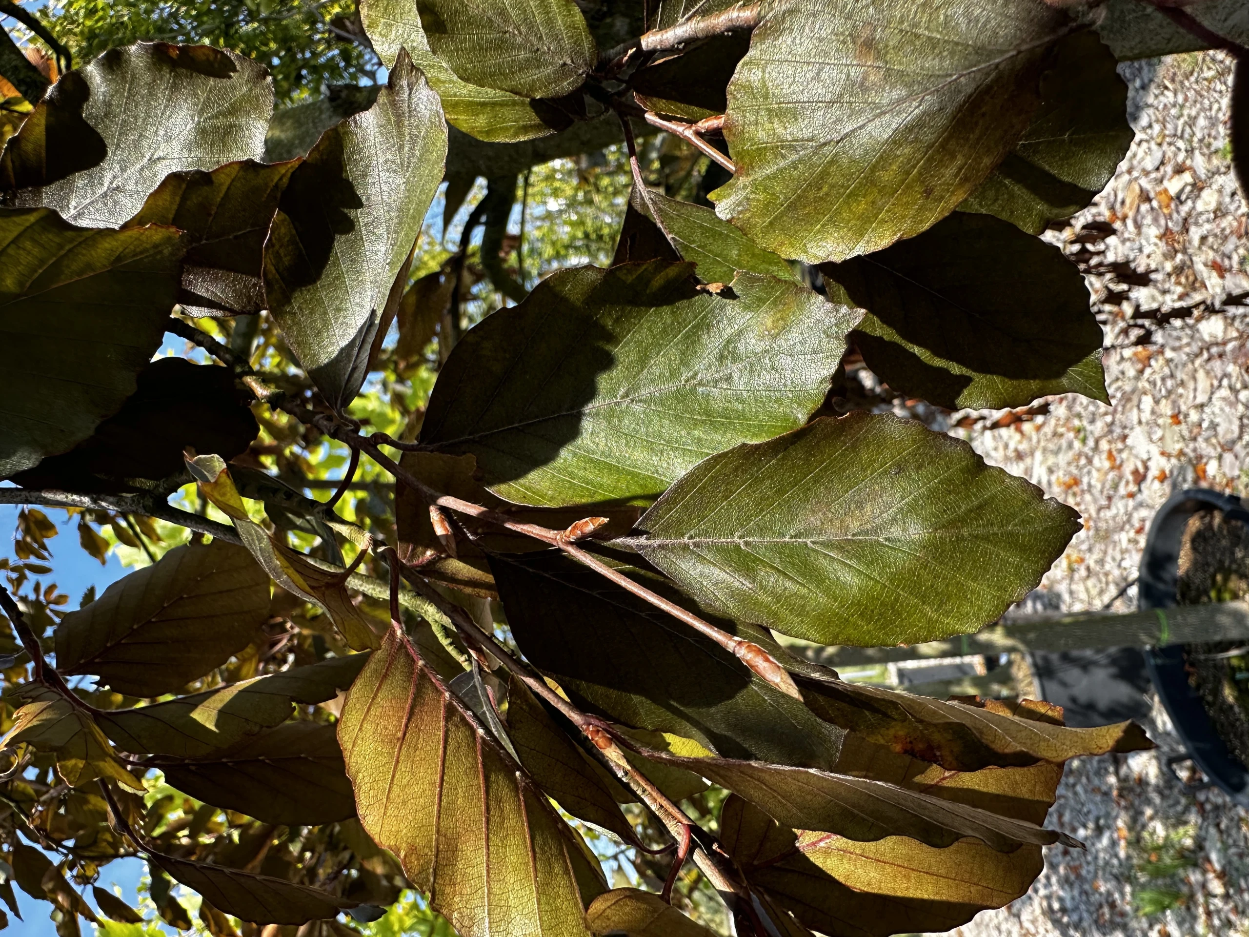 Fagus sylvatica 'Atropunicea' (Buk pospolity 'Atropunicea')