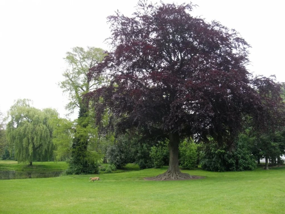 Fagus sylvatica 'Atropunicea' (Buk pospolity 'Atropunicea')