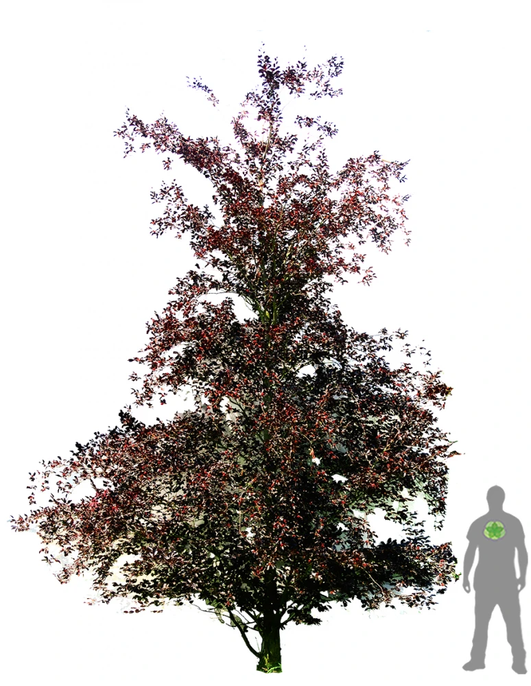 Fagus sylvatica 'Atropunicea' (Buk pospolity 'Atropunicea')