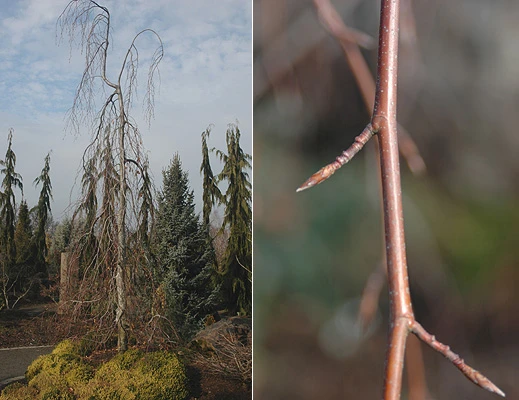 Fagus sylvatica 'Purple Fountain' (Buk pospolity 'Purple Fountain')