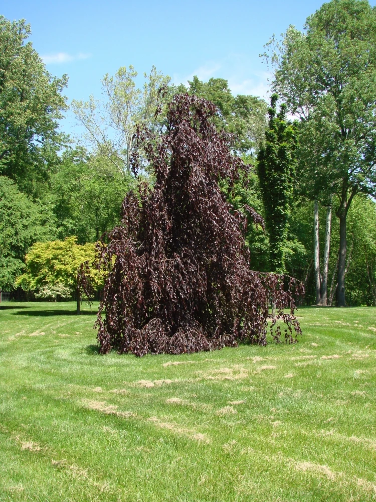 Fagus sylvatica 'Purple Fountain' (Buk pospolity 'Purple Fountain')