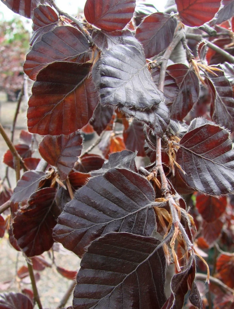 Fagus sylvatica 'Purple Fountain' (Buk pospolity 'Purple Fountain')