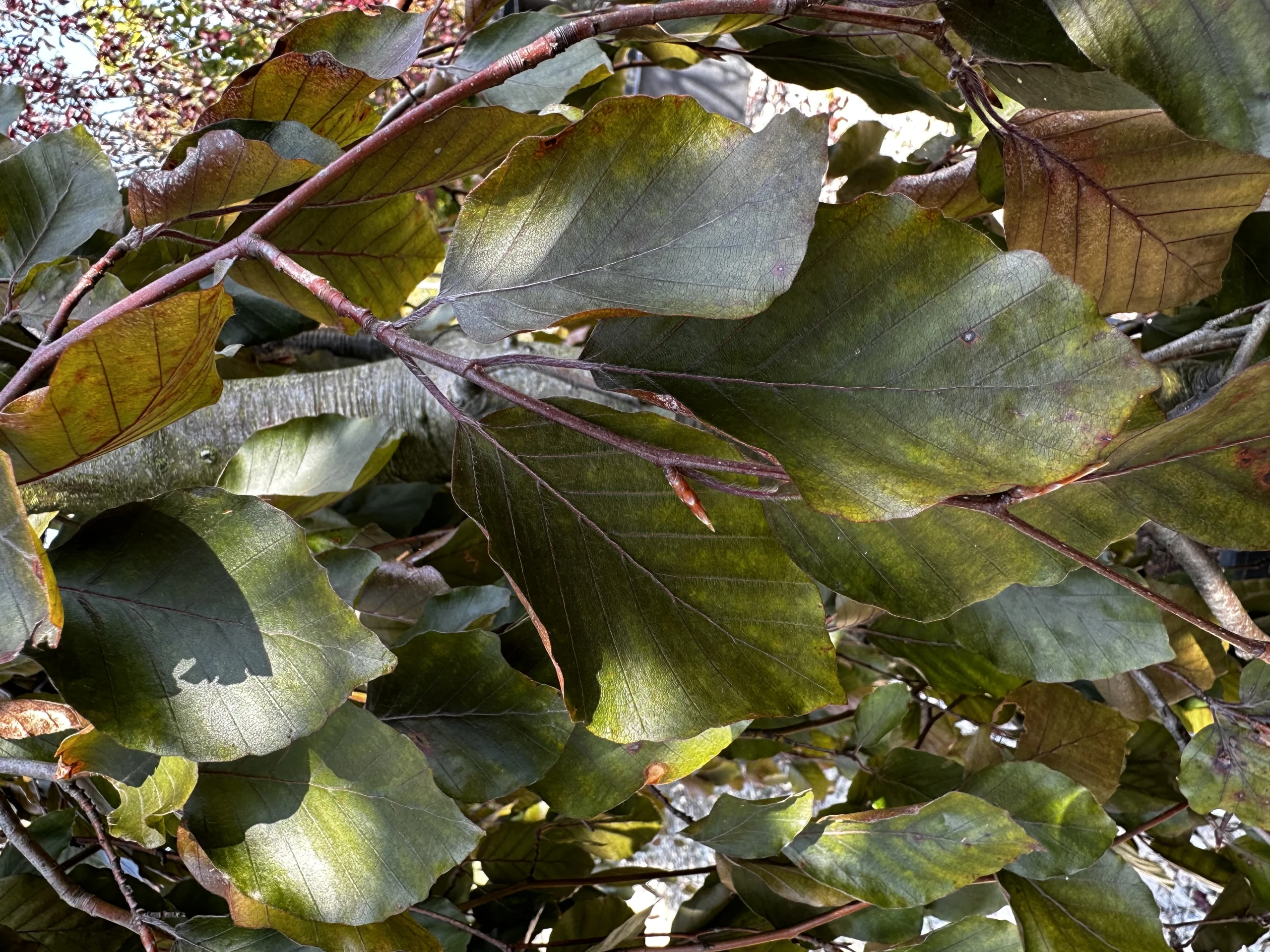 Fagus sylvatica 'Purple Fountain' (Buk pospolity 'Purple Fountain')