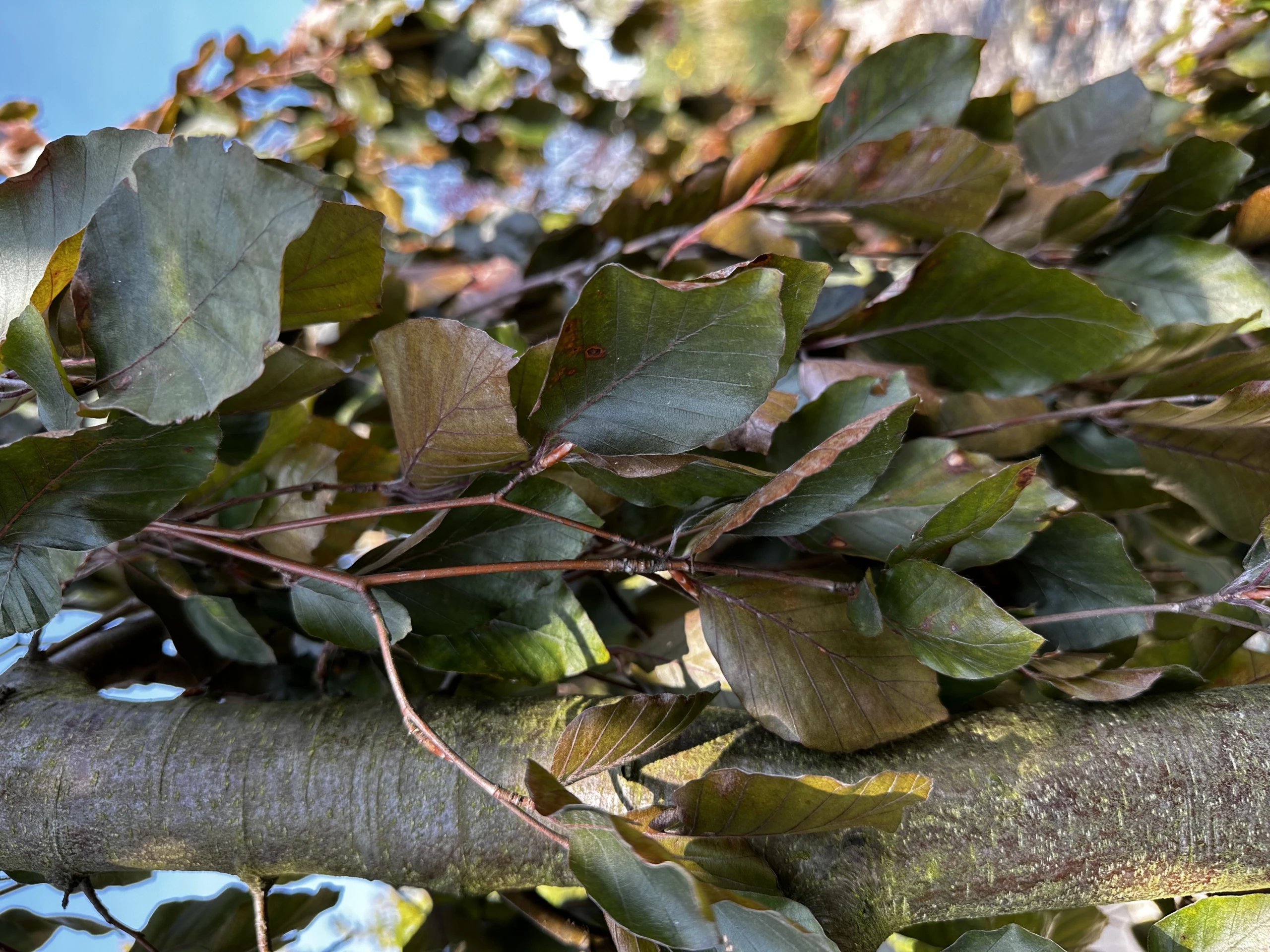 Fagus sylvatica 'Purple Fountain' (Buk pospolity 'Purple Fountain')