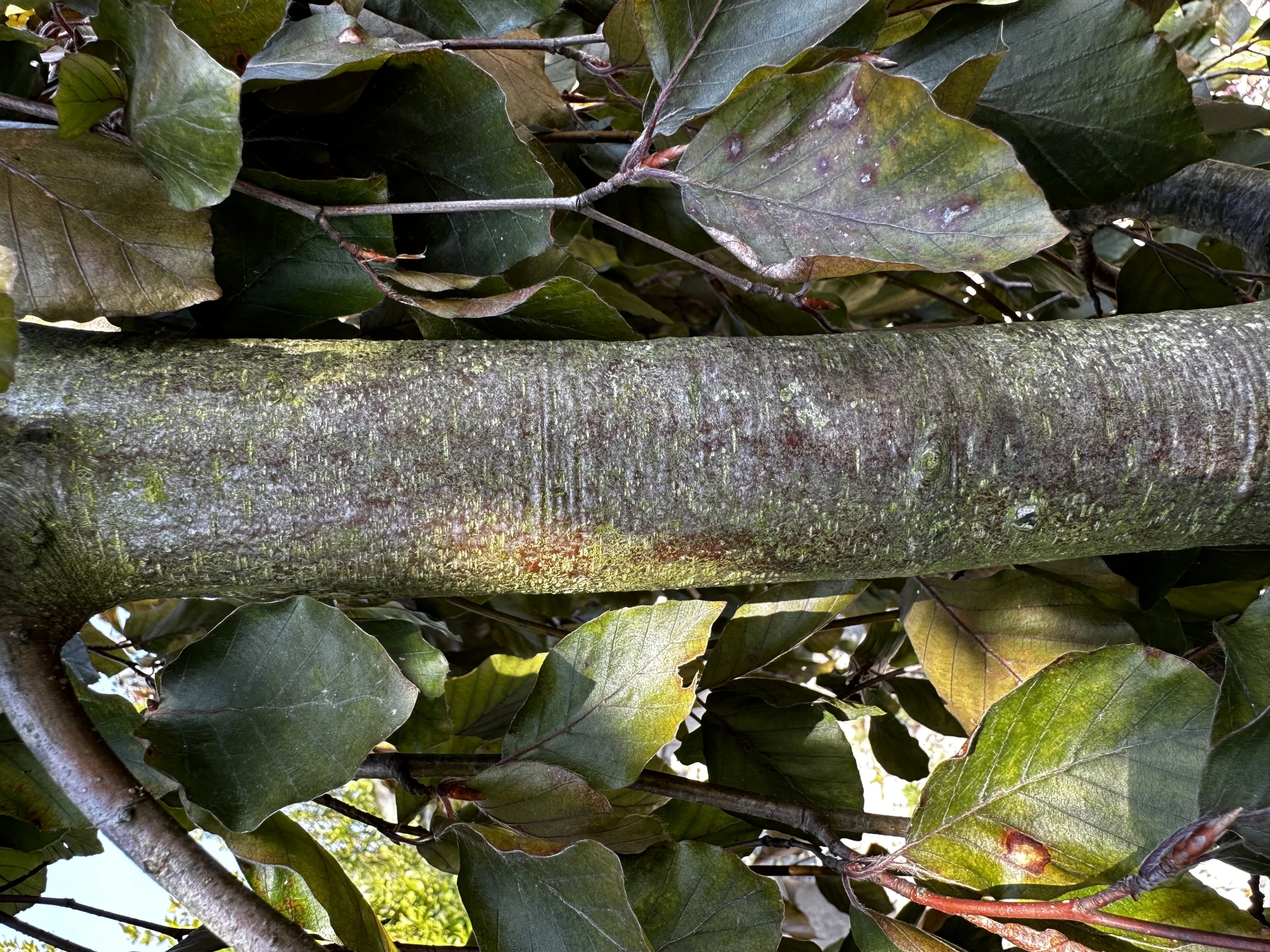 Fagus sylvatica 'Purple Fountain' (Buk pospolity 'Purple Fountain')