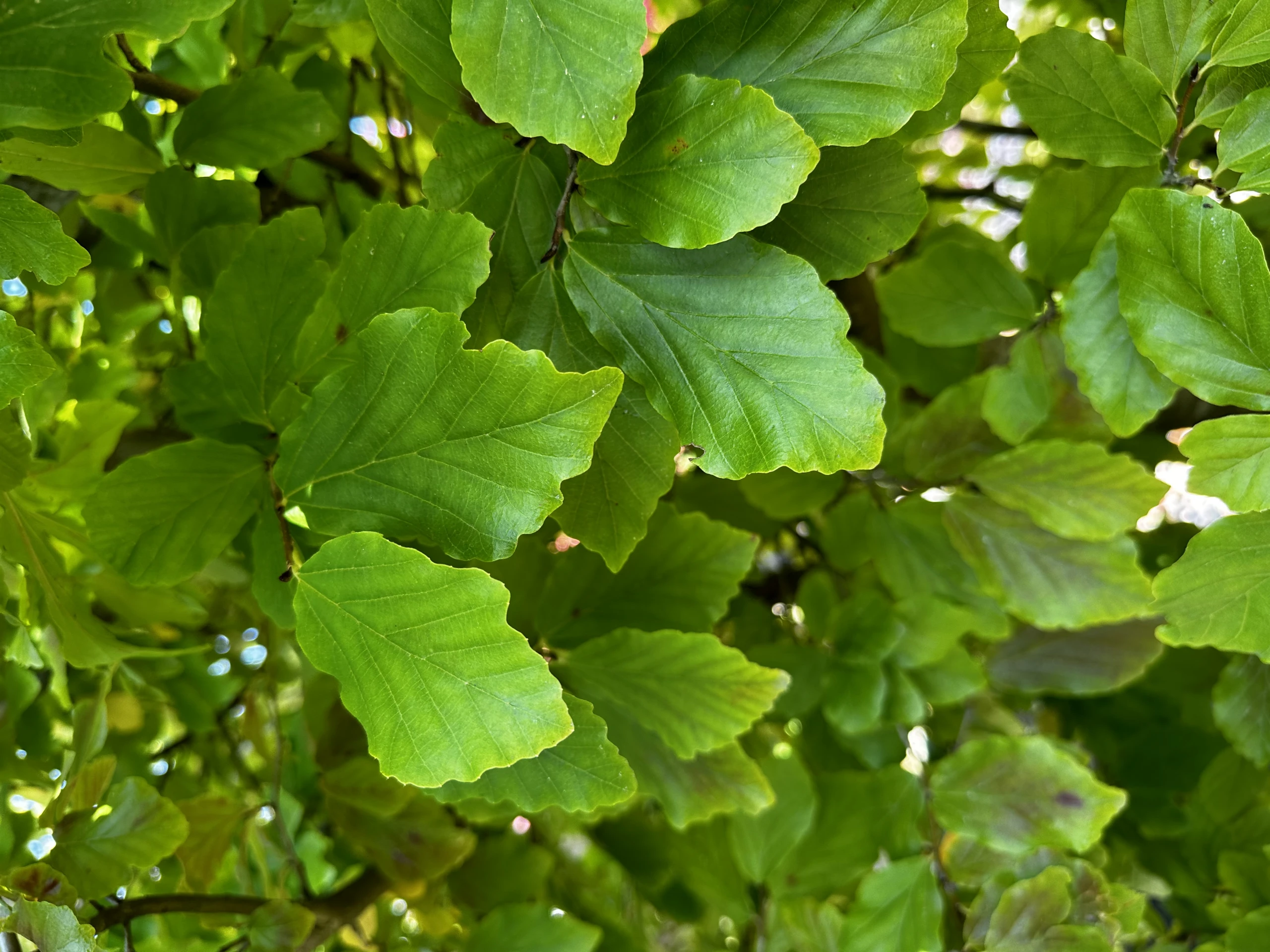Parrotia persica (Parrocja perska)