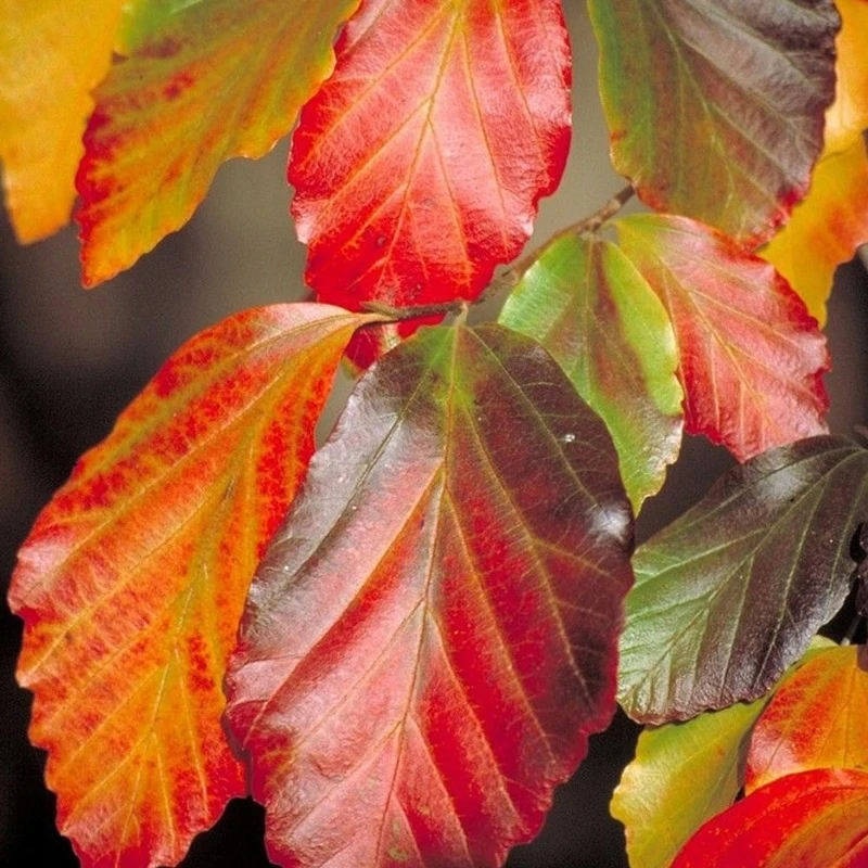 Parrotia persica (Parrocja perska)