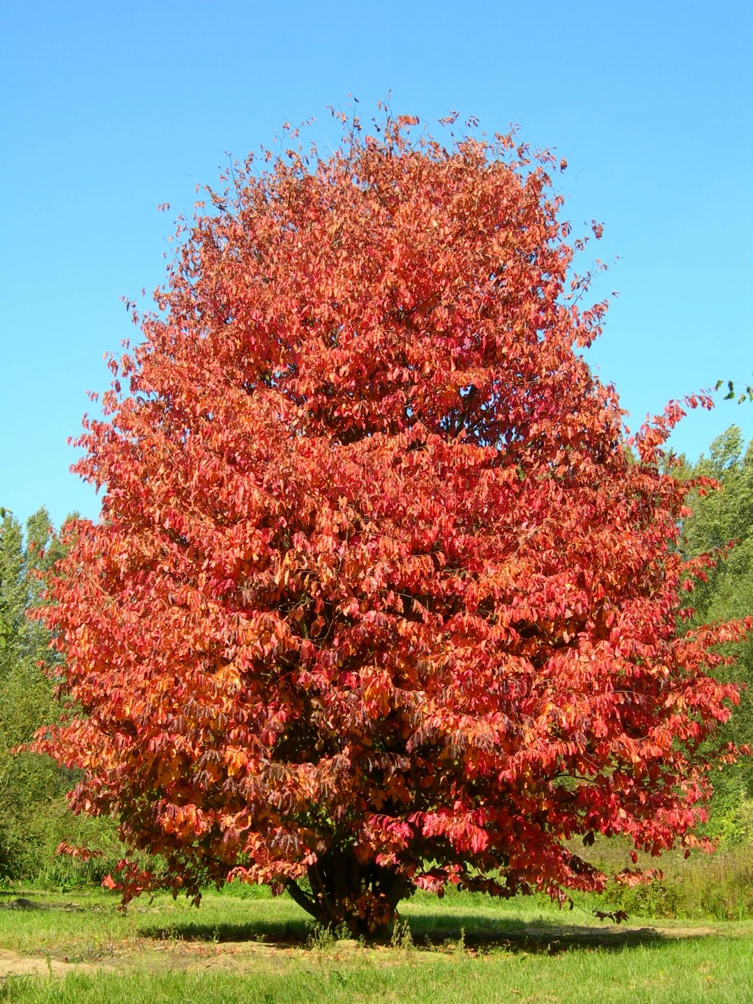 Parrotia persica (Parrocja perska)