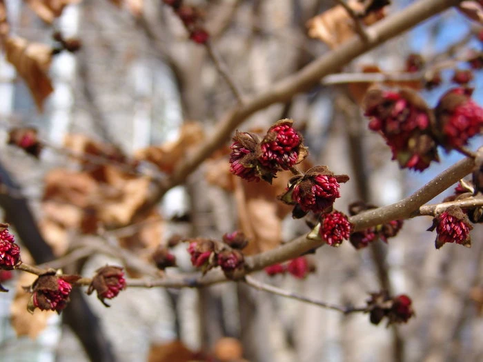 Parrotia persica (Parrocja perska)