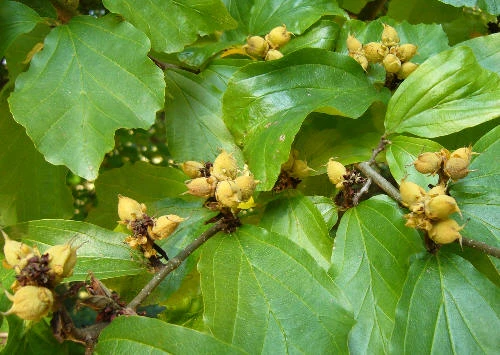 Parrotia persica (Parrocja perska)
