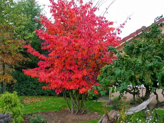 Parrotia persica (Parrocja perska)