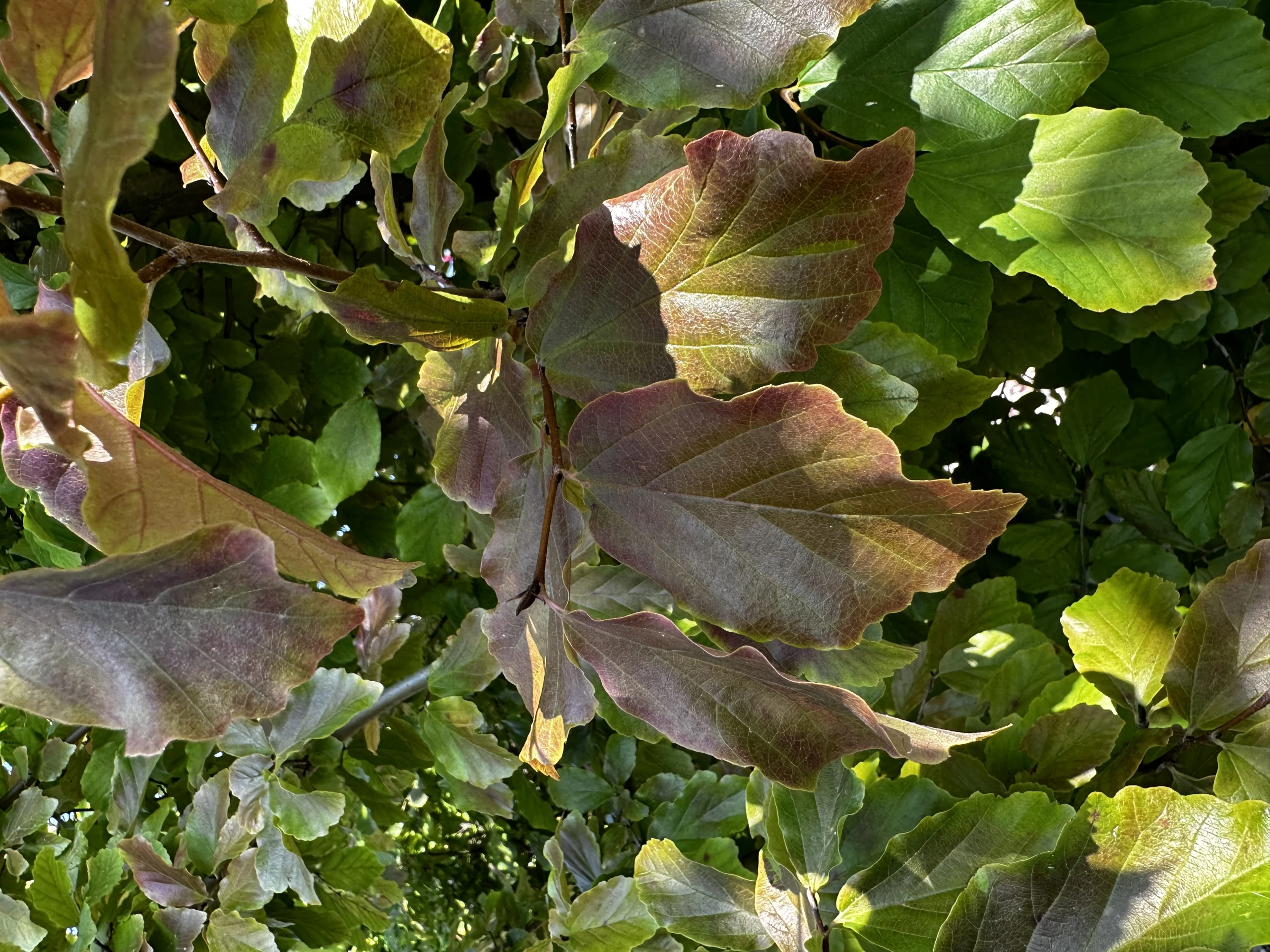 Parrotia persica (Parrocja perska)