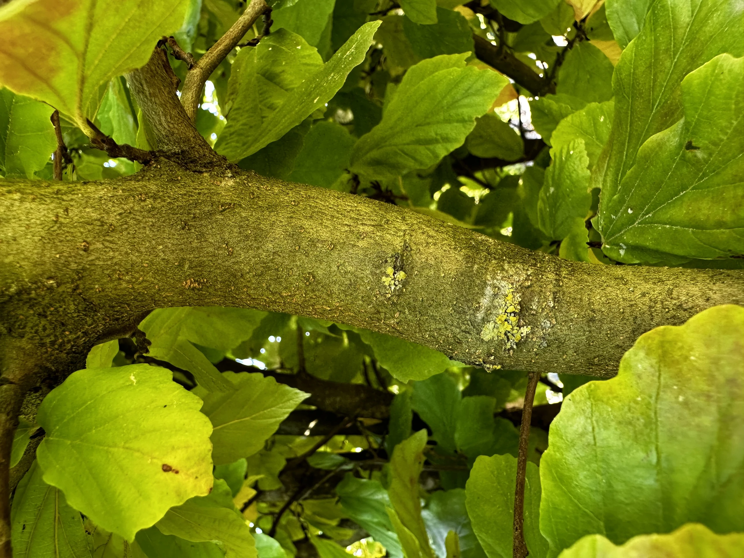Parrotia persica (Parrocja perska)