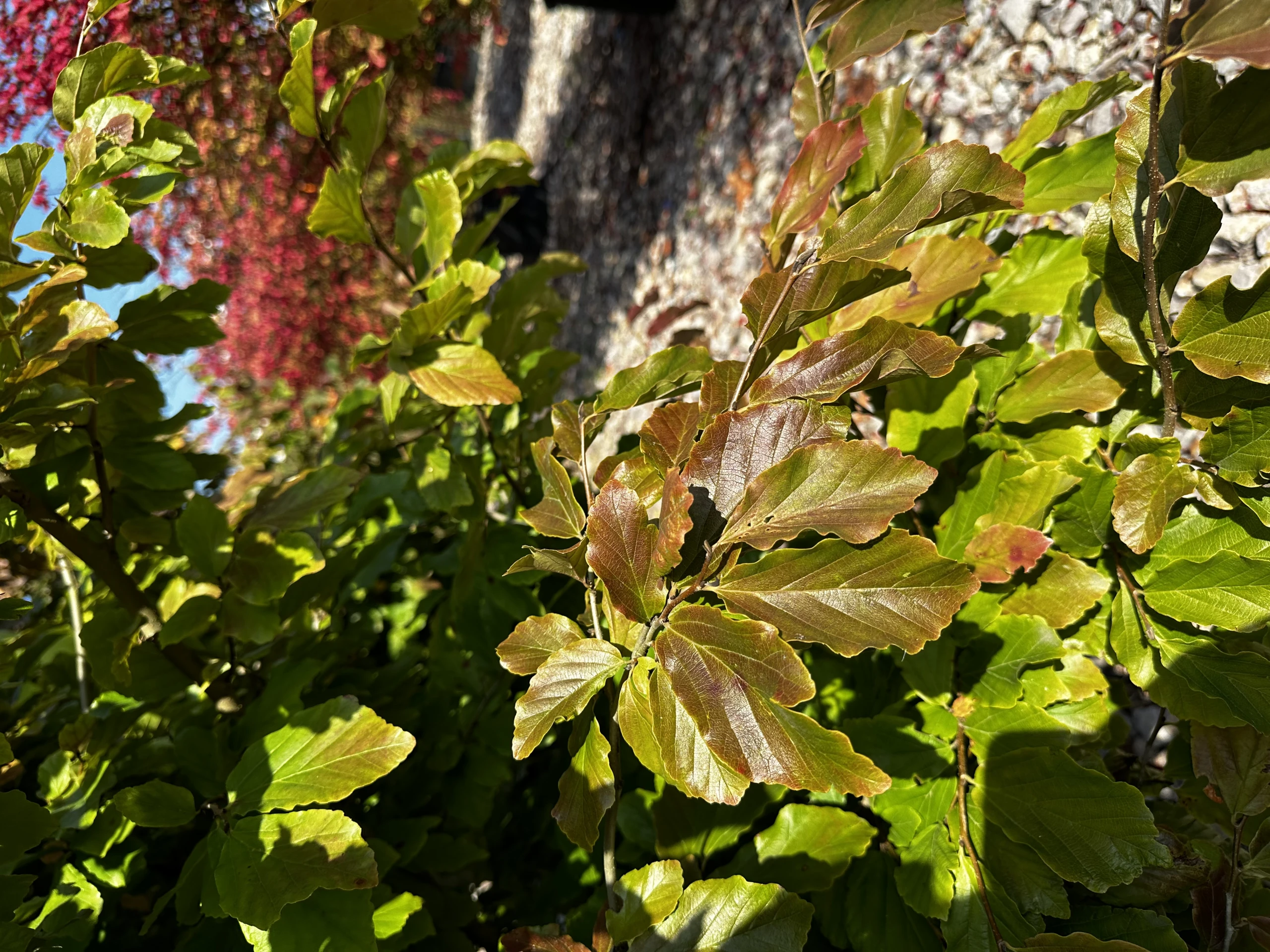 Parrotia persica (Parrocja perska)