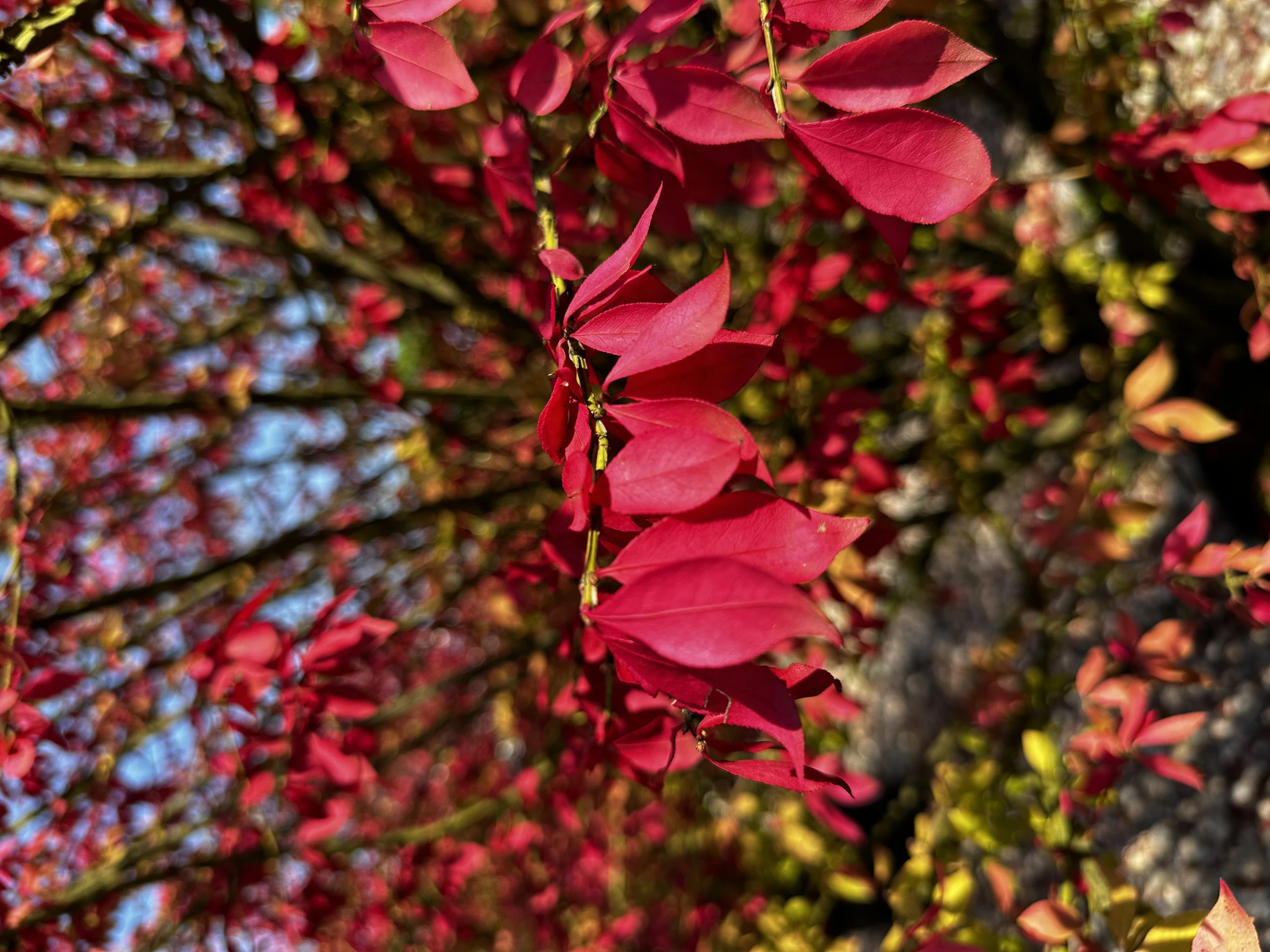 Euonymus alatus (Trzmielina oskrzydlona)