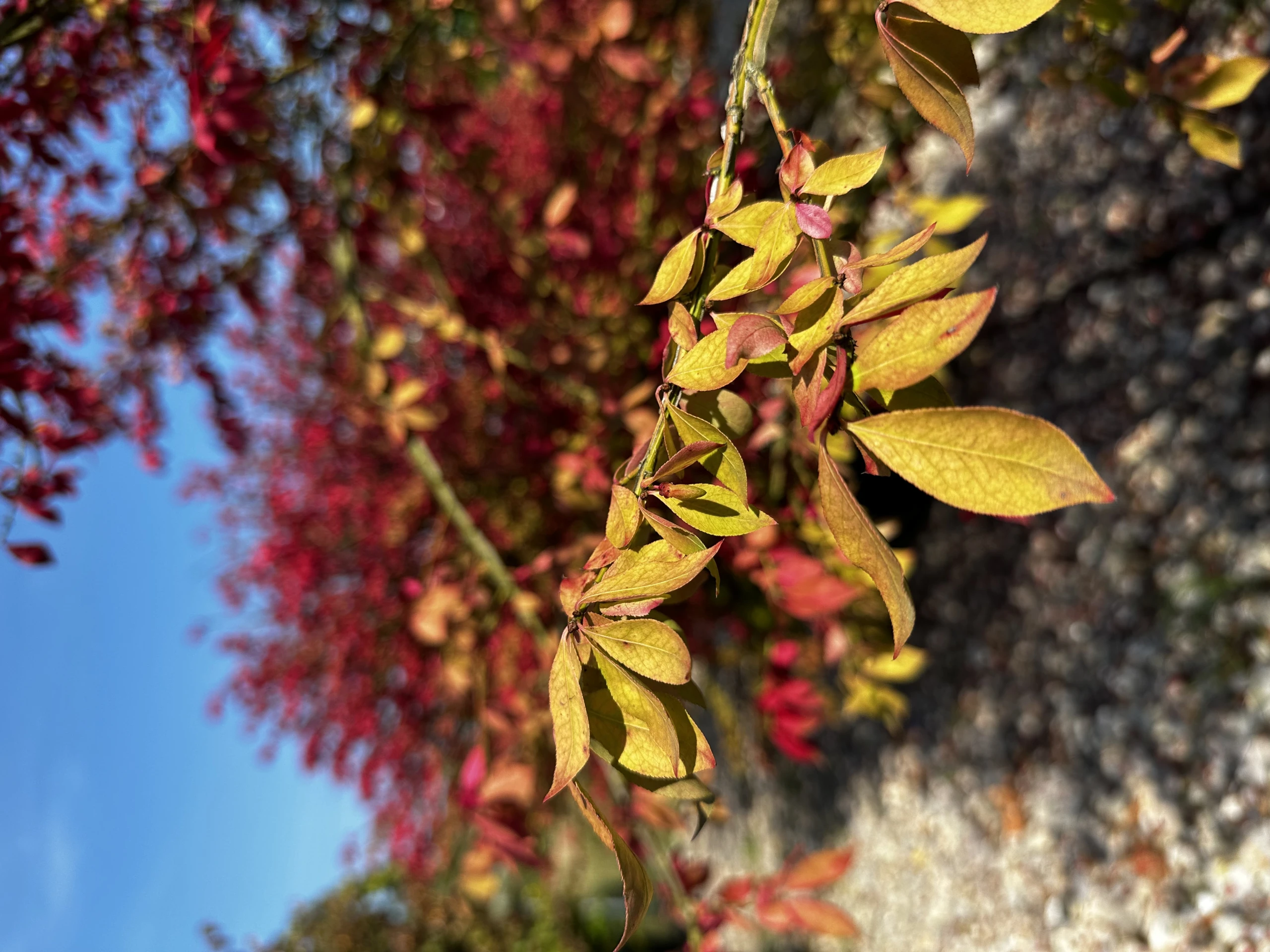 Euonymus alatus (Trzmielina oskrzydlona)