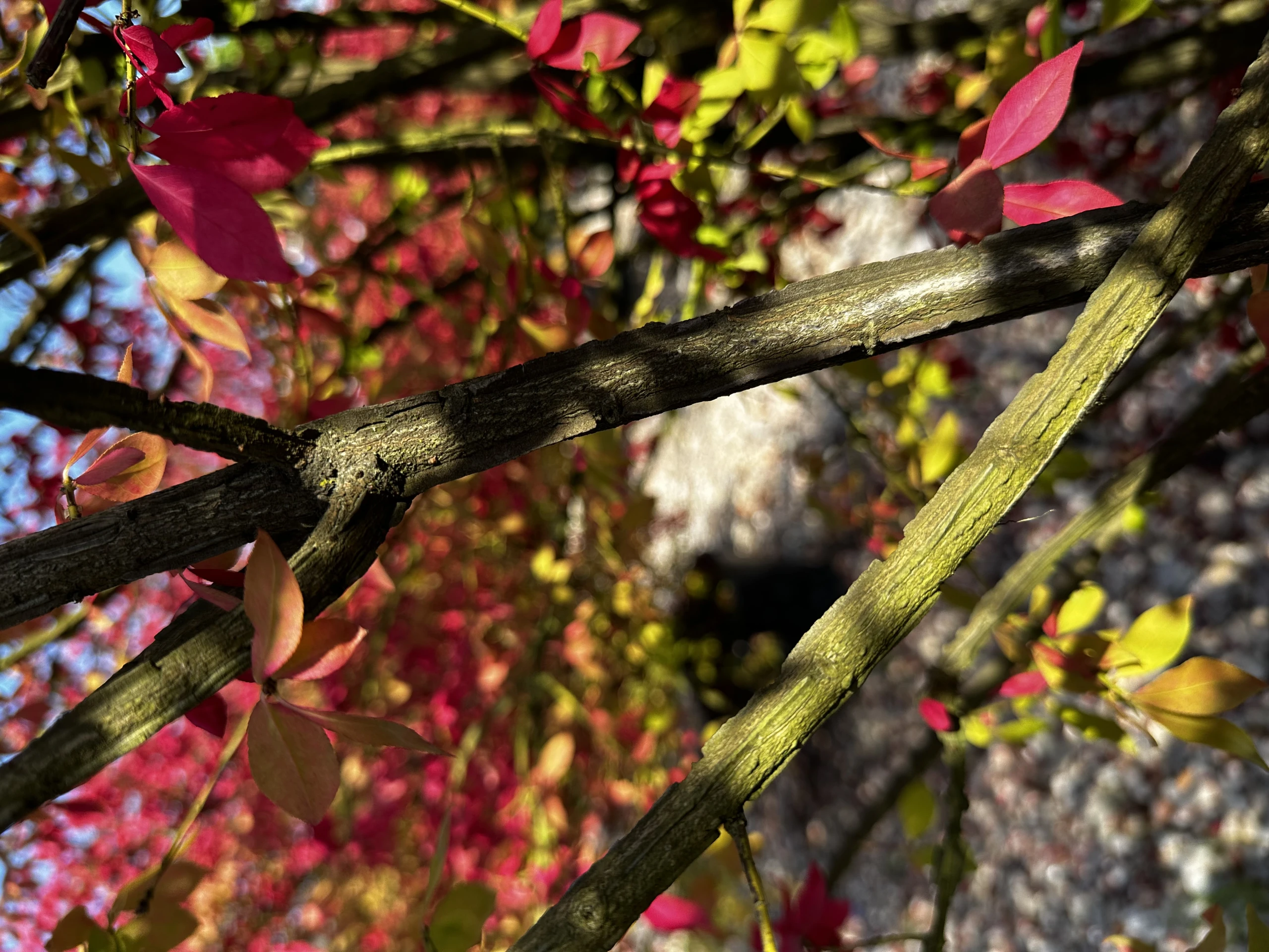 Euonymus alatus (Trzmielina oskrzydlona)