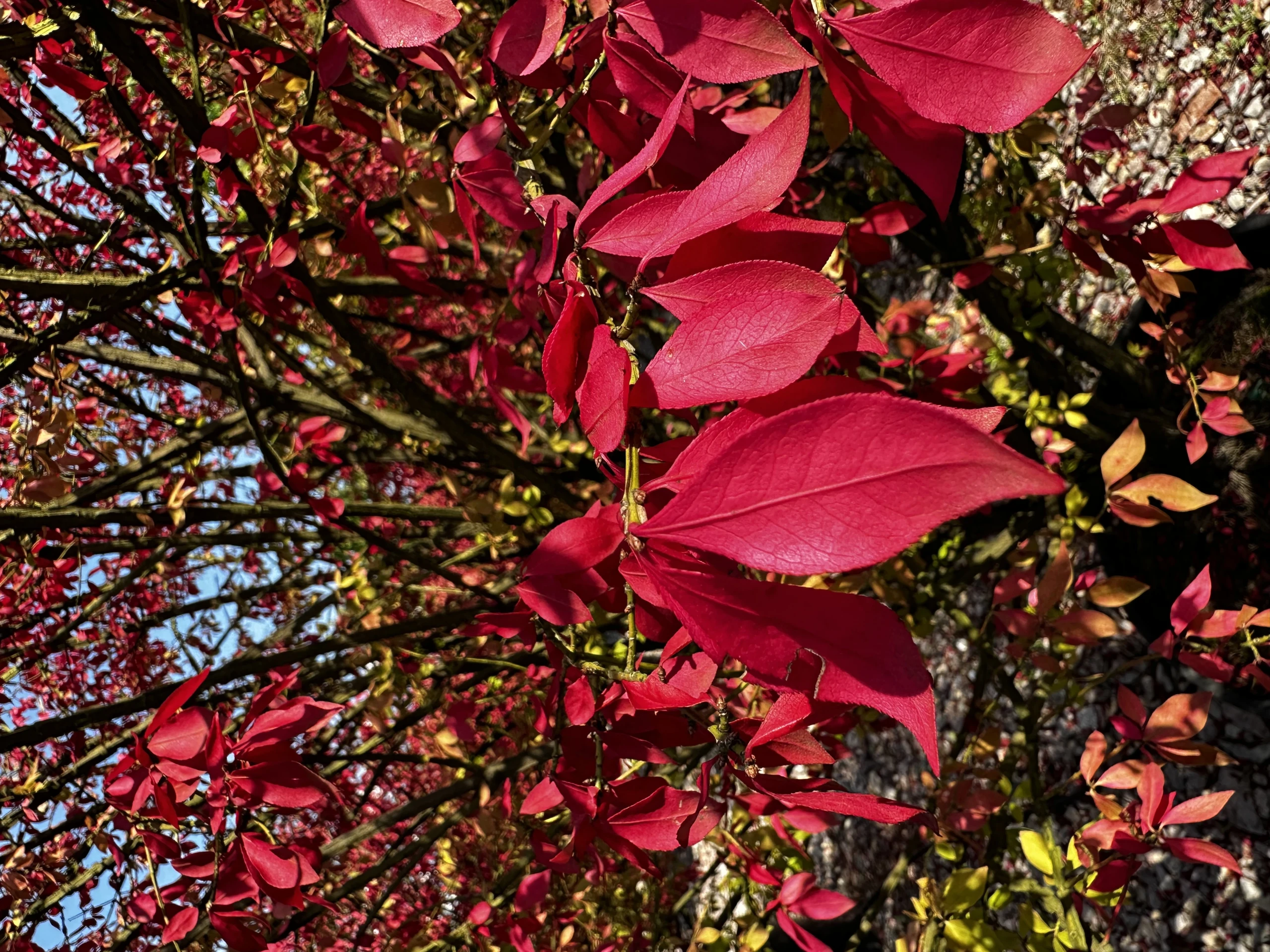 Euonymus alatus (Trzmielina oskrzydlona)