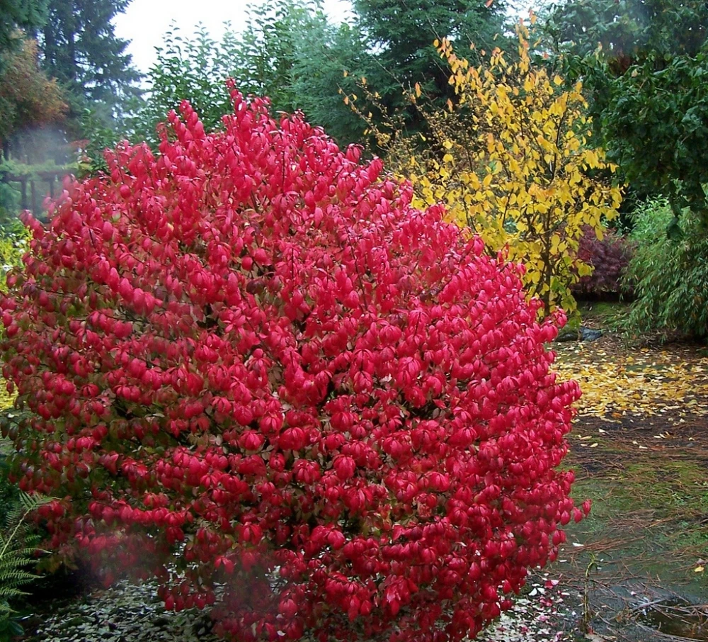 Euonymus alatus 'Compactus' (Trzmielina oskrzydlona 'Compactus')