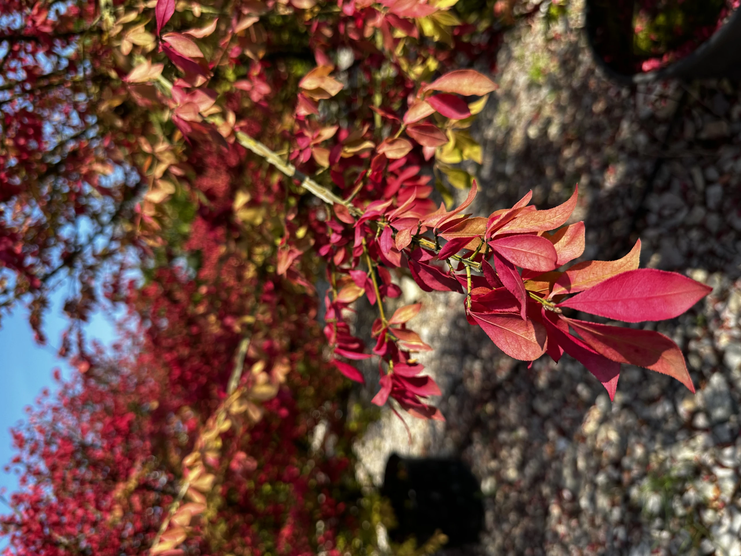Euonymus alatus 'Compactus' (Trzmielina oskrzydlona 'Compactus')