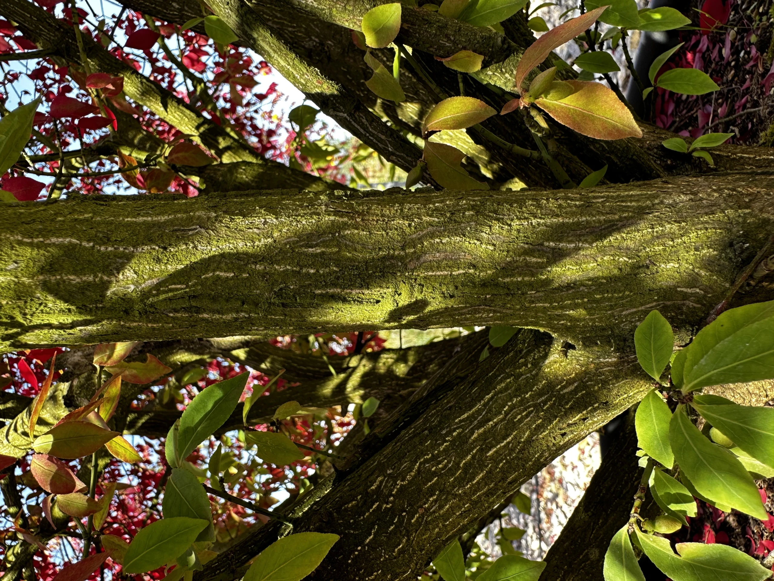 Euonymus alatus 'Compactus' (Trzmielina oskrzydlona 'Compactus')