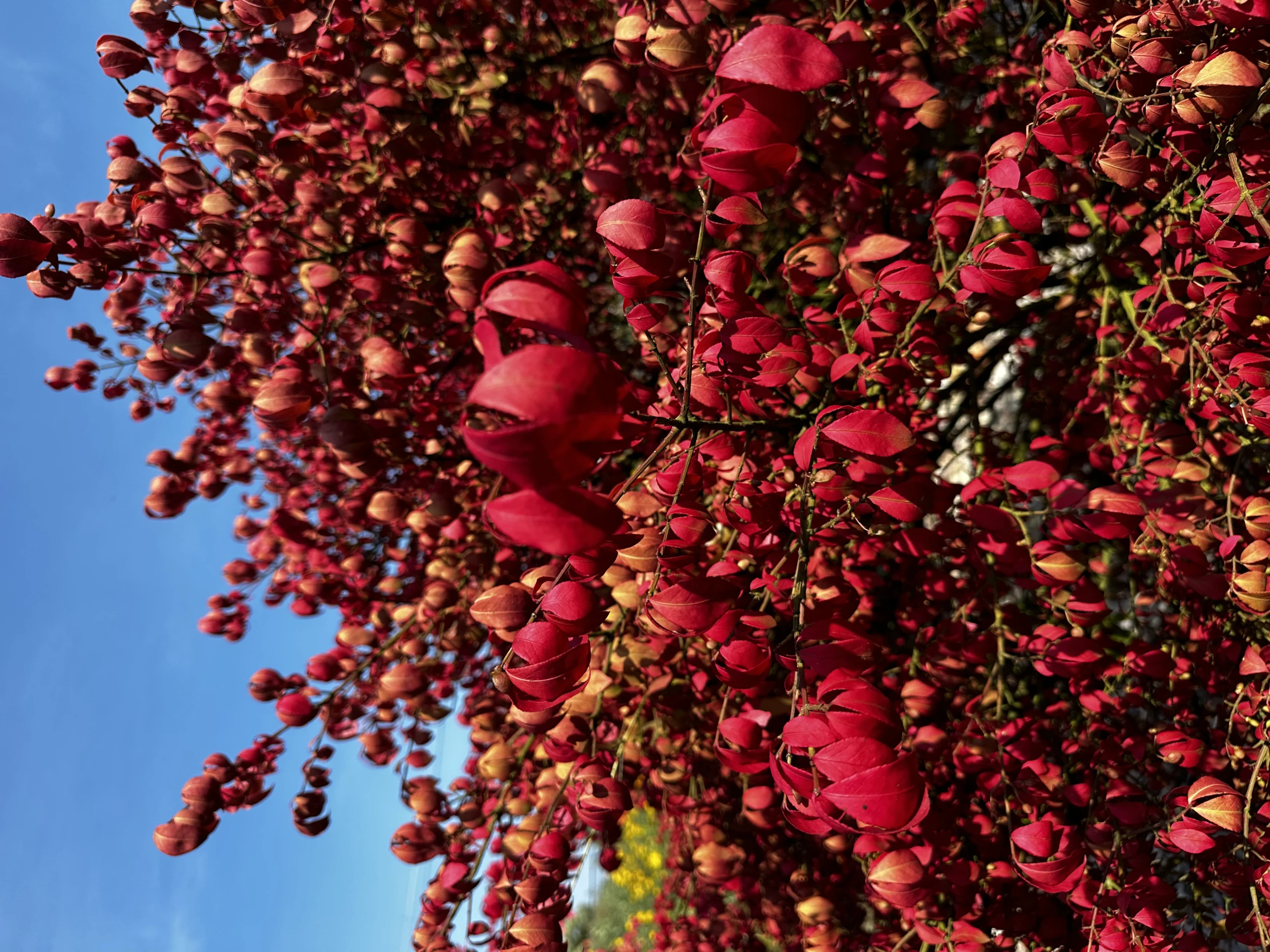 Euonymus alatus 'Compactus' (Trzmielina oskrzydlona 'Compactus')