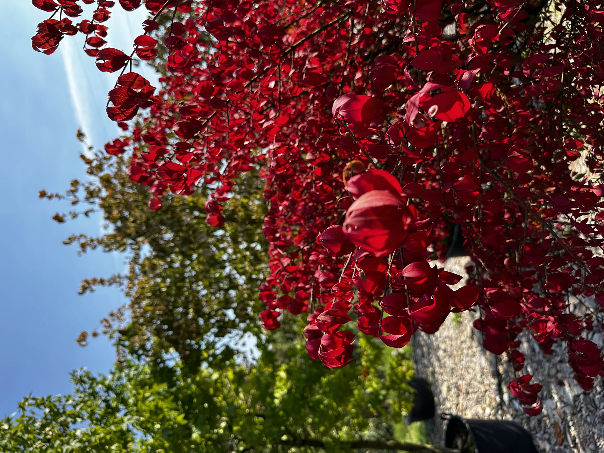 Euonymus alatus 'Compactus' (Trzmielina oskrzydlona 'Compactus')