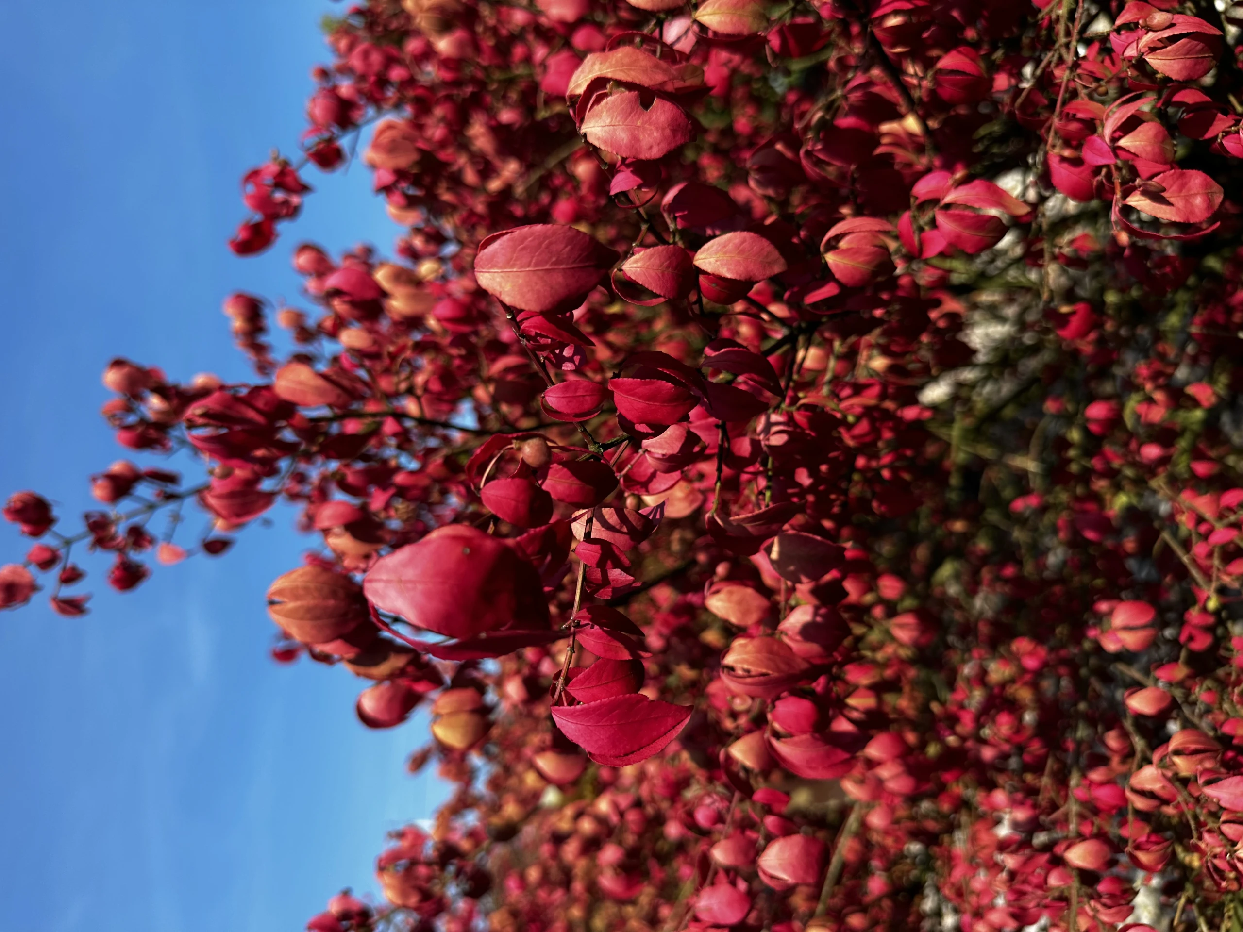 Euonymus alatus 'Compactus' (Trzmielina oskrzydlona 'Compactus')